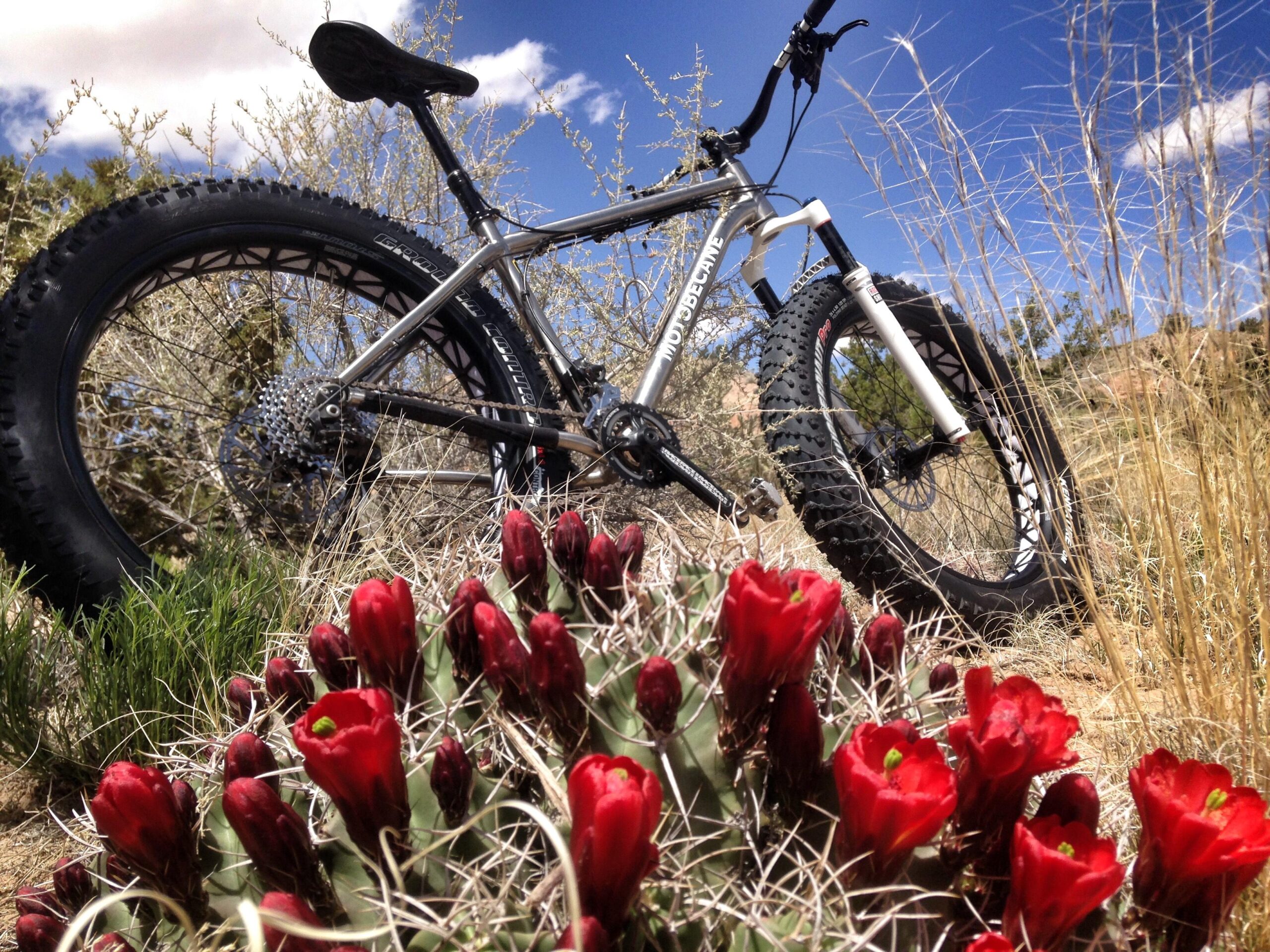 A fat tire bike partially hidden in tall grass, with vibrant red cacti flowers in the foreground and a clear blue sky above. Mariposa Fat Bike Trails mountain bike trail.
