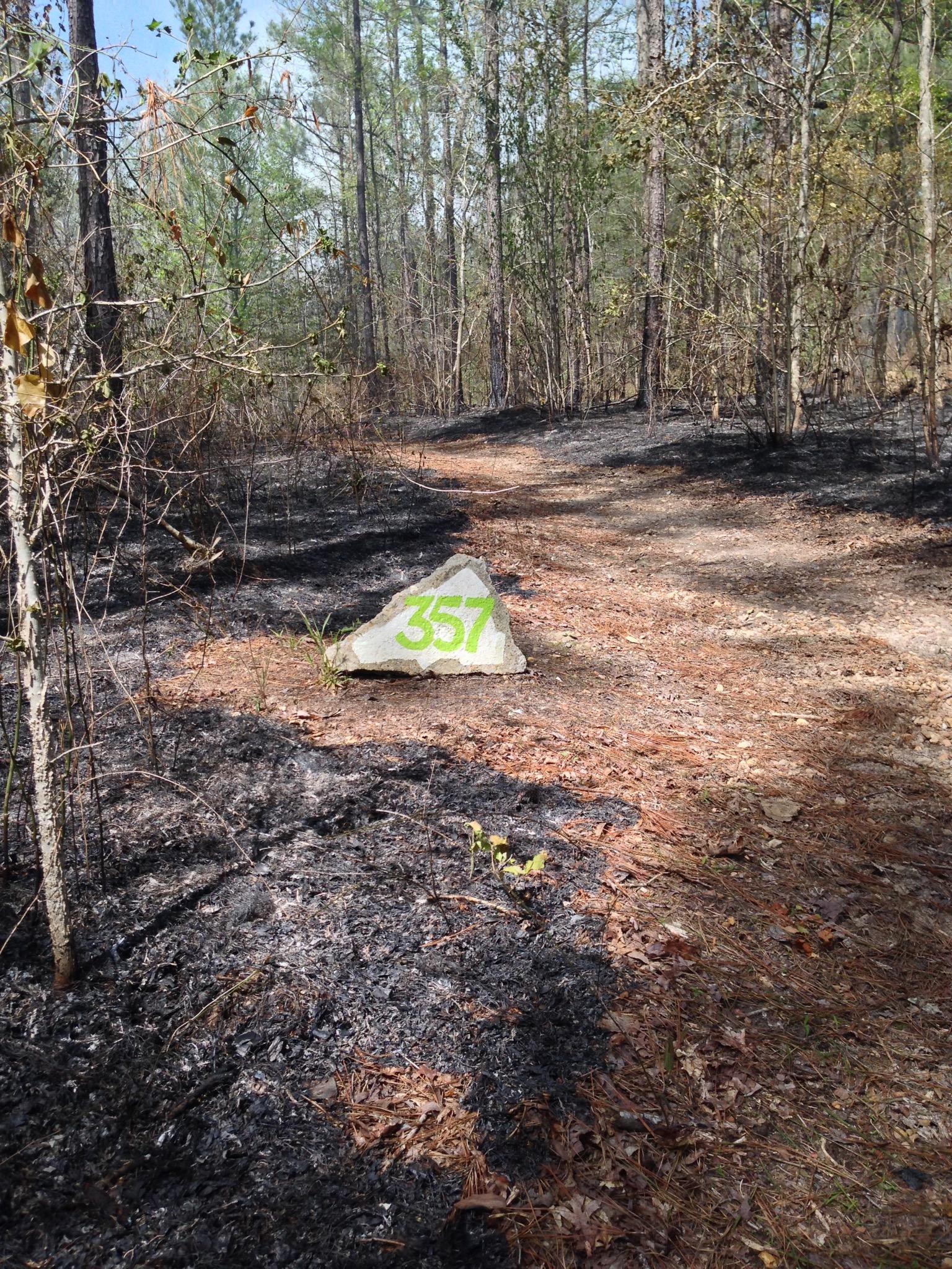 A trail in a forest with a large rock marked "357" in bright green paint, surrounded by burnt vegetation and charred ground from a recent fire. Sparse tree growth and new green shoots are visible in the rejuvenating landscape. Mt. Zion Bike Trails mountain bike trail.