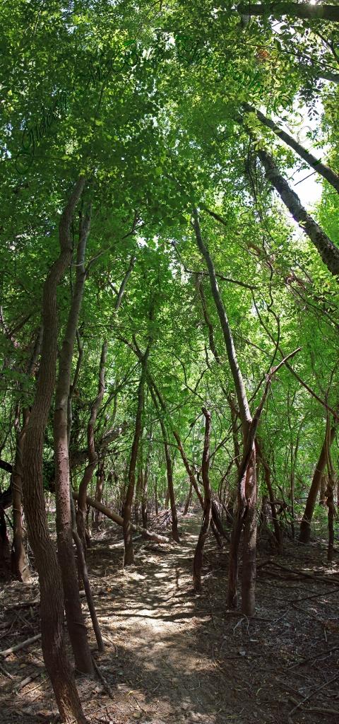 A panoramic view of a lush green forest, featuring tall trees with vibrant foliage. Sunlight filters through the leaves, creating a dappled light effect on the forest floor, which is covered in a mix of soil and fallen branches. The scene conveys a sense of tranquility and the beauty of nature. Stoner Park mountain bike trail.