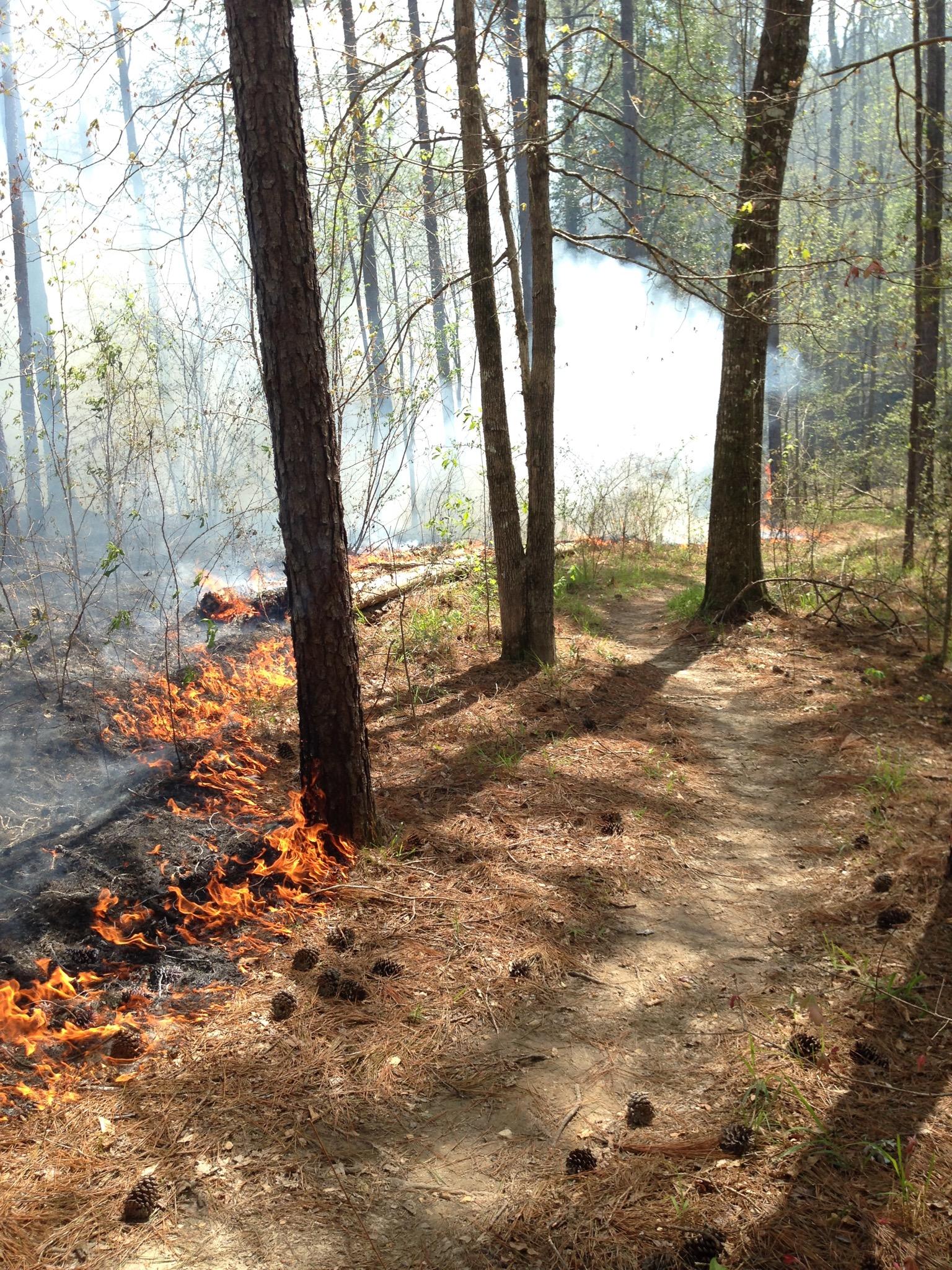 A forest scene showing a path bordered by trees, with flames and smoke visible on one side, indicating an active fire. Pine cones are scattered on the ground along the path. Mt. Zion Bike Trails mountain bike trail.