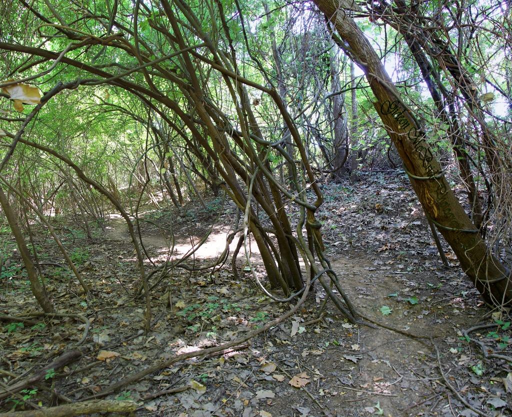 A natural pathway winding through dense greenery and intertwining tree branches, with scattered leaves covering the ground. Sunlight filters through the foliage, illuminating the scene and highlighting the texture of the bark and the underbrush. Stoner Park mountain bike trail.