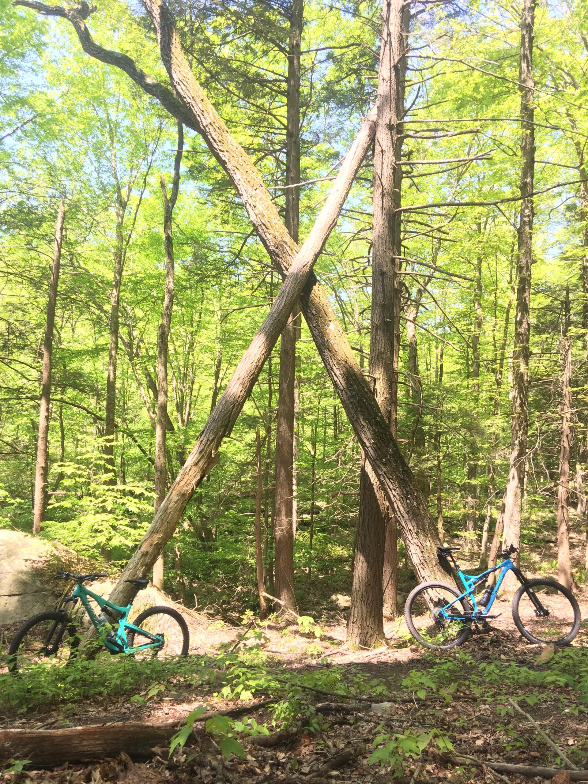 Alt text: Two mountain bikes are leaning against a pair of crossed trees in a lush green forest, with sunlight filtering through the leaves. Allamuchy State Park-North mountain bike trail.