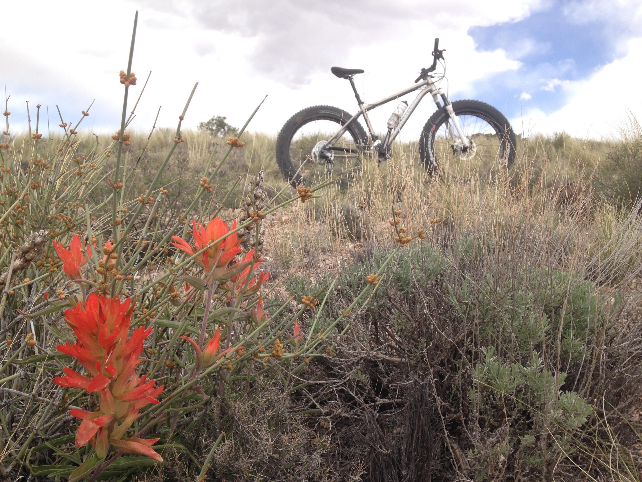 A close-up view of vibrant red wildflowers in a desert landscape, with a mountain bike partially in the background. The scene features a mix of green vegetation and dry grasses under a cloudy sky. Mariposa Fat Bike Trails mountain bike trail.