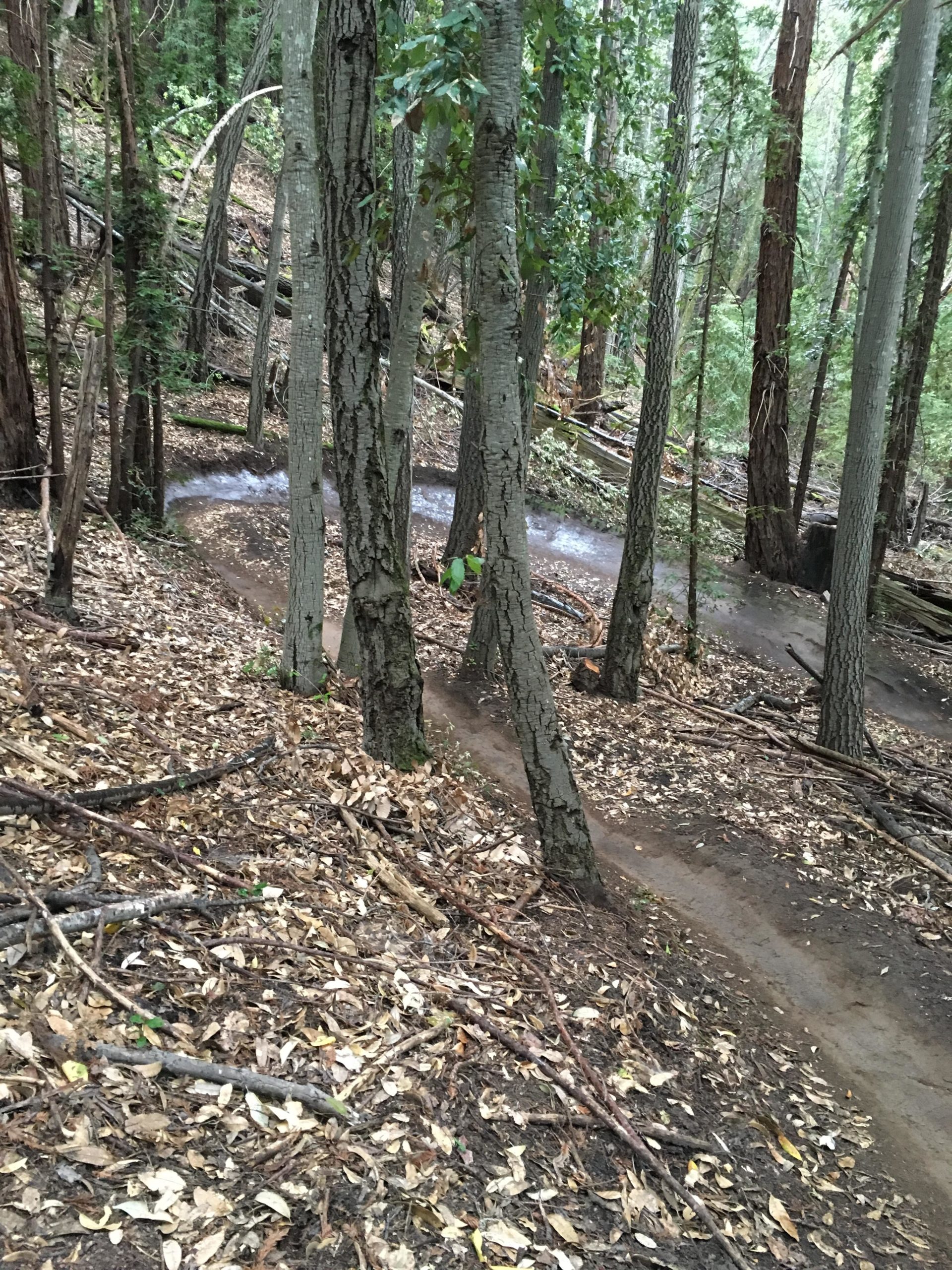 A dirt path winding through a forest, surrounded by tall trees with green leaves and brown bark. The ground is covered with fallen leaves and twigs, and a narrow trail emerges in the center, leading deeper into the woods. Natural light filters through the tree canopy, creating a serene, peaceful atmosphere. Forest Of Nisene Marks and Soquel Demonstration Forest mountain bike trail.