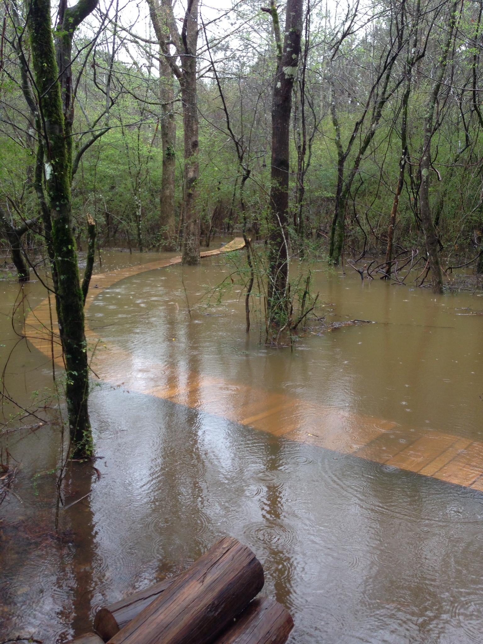 A wooden walkway surrounded by floodwaters in a forested area, with trees on either side and raindrops creating ripples on the water's surface. Mt. Zion Bike Trails mountain bike trail.