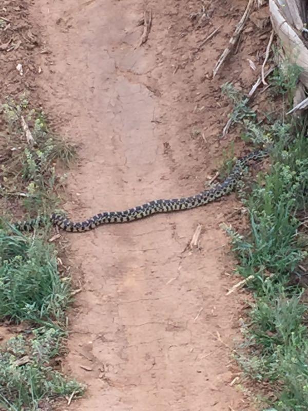 A snake slithering across a dirt path surrounded by greenery and sparse vegetation. Phil's World mountain bike trail.