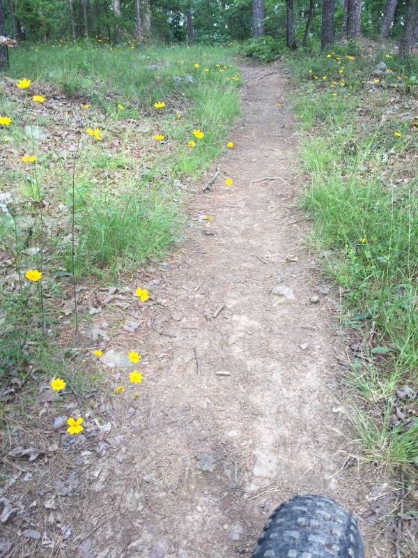 A narrow dirt trail winding through a lush forest, bordered by small yellow wildflowers and green grass. A bicycle tire is partially visible in the foreground. Iron Mountain mountain bike trail.