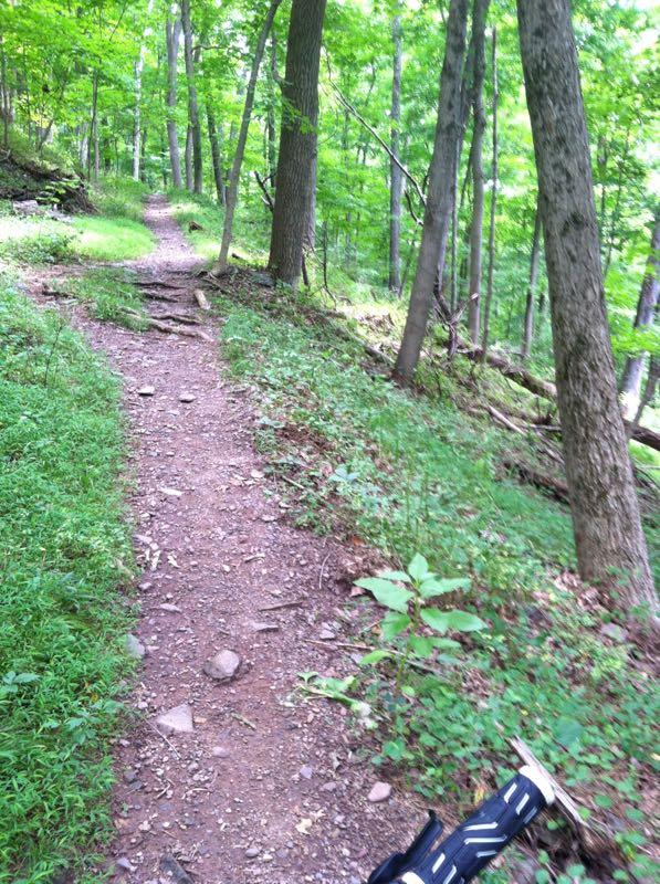 A winding dirt path through a green forest, surrounded by tall trees and lush foliage. The path is lined with small stones and patches of grass, inviting hikers to explore the tranquil wilderness. High Rocks mountain bike trail.