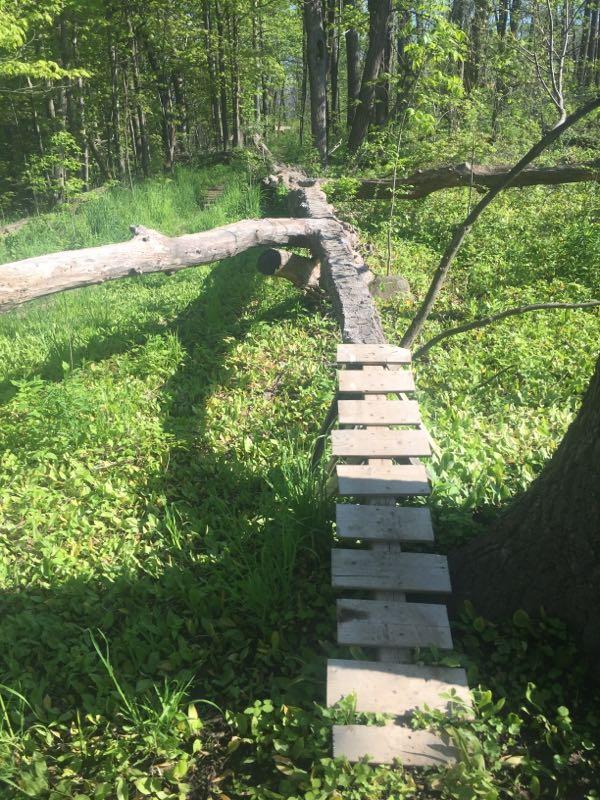 A wooden footbridge made of planks stretches across a fallen log in a lush, green forest. The surrounding area features vibrant greenery, including grass and small plants, with sunlight filtering through the trees overhead. Bronte Creek North Trail mountain bike trail.