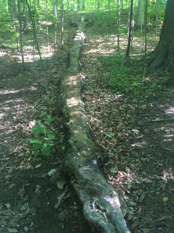 A long, weathered log lying on the forest floor, surrounded by green foliage and leaves, with sunlight filtering through the trees above. In the background, a small wooden structure is partially visible among the trees. Bronte Creek North Trail mountain bike trail.