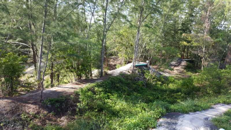 A lush, green landscape featuring a winding pathway through a wooded area. Tall trees with slender trunks and dense foliage surround the scene, with patches of sunlight filtering through the leaves. The ground is covered in various plants and grasses, creating a vibrant natural setting. Amelia Earhart Park mountain bike trail.