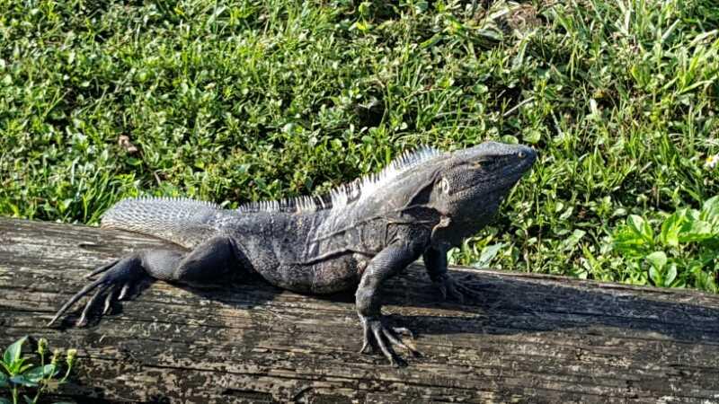 A large lizard resting on a log, with a spiny back and prominent limbs. It is surrounded by lush green grass and plants, with the sunlight highlighting its textured skin. Amelia Earhart Park mountain bike trail.