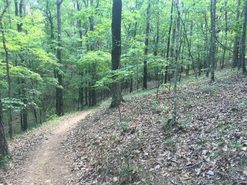 A winding dirt path through a lush green forest, surrounded by tall trees and scattered leaves on the ground. Tannehill Historic Ironworks State Park mountain bike trail.
