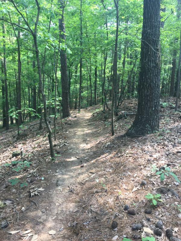 A narrow dirt path winding through a lush green forest, surrounded by tall trees and scattered pinecones on the ground. Sunlight filters through the leaves, creating a serene and natural atmosphere. Tannehill Historic Ironworks State Park mountain bike trail.