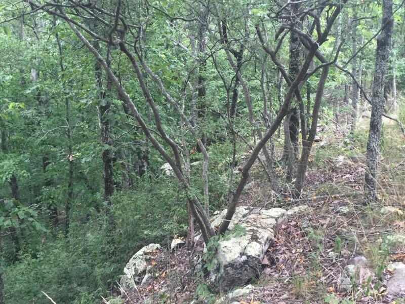 A dense forest scene featuring a cluster of slender, twisting trees and rocky ground, surrounded by lush greenery and underbrush. Oak Mountain State Park mountain bike trail.