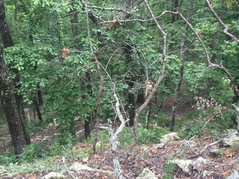 A dense forest scene featuring various trees with green leaves and some bare branches. The ground is rocky and covered with fallen leaves and underbrush, giving a natural, untouched appearance. Oak Mountain State Park mountain bike trail.