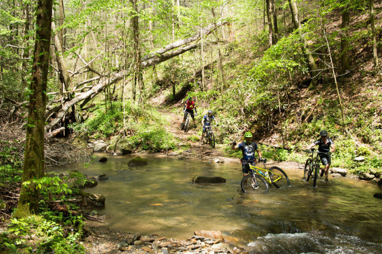 Four mountain bikers navigating a stream in a lush, green forest. Two cyclists are standing in the water with their bikes, while another is riding along a muddy trail nearby. Trees and fallen logs surround the area, showcasing the natural landscape.