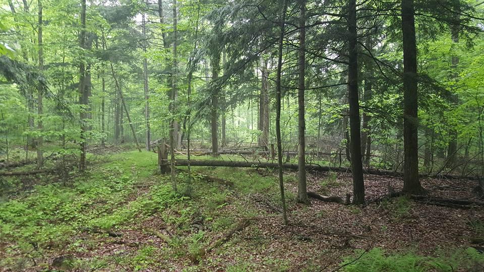 A dense forest scene featuring tall trees with lush green foliage. The ground is covered with ferns and fallen leaves, while a fallen tree trunk lies across the forest floor. The atmosphere is misty and serene, indicating a tranquil natural setting. Raven Trails mountain bike trail.