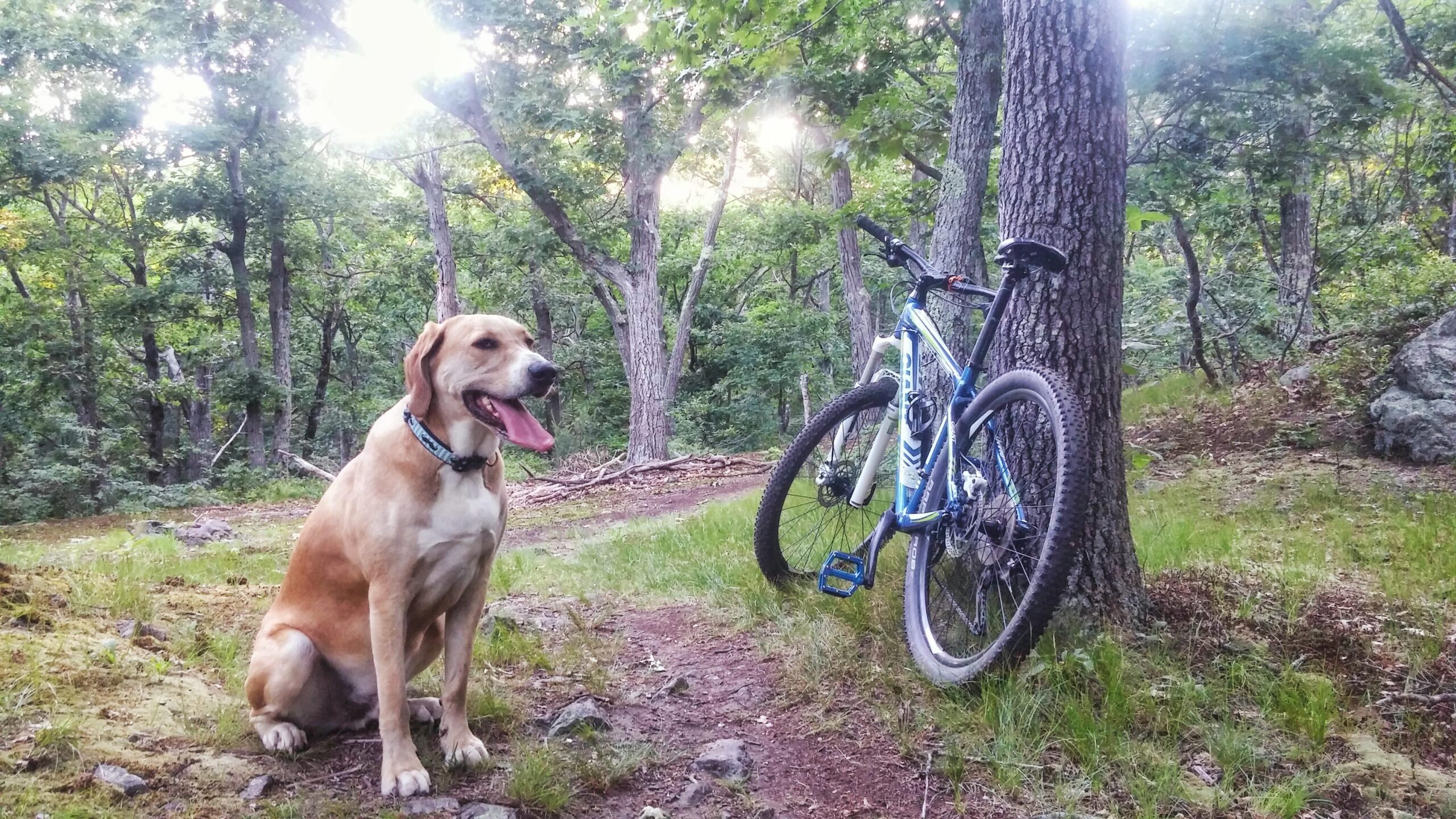 Giant Talon 27.5 1: A golden Labrador sits beside a mountain bike leaning against a tree in a forested area. The scene is surrounded by green foliage and trees, with soft sunlight filtering through the leaves. The dog has its tongue out, appearing happy in the outdoor setting.