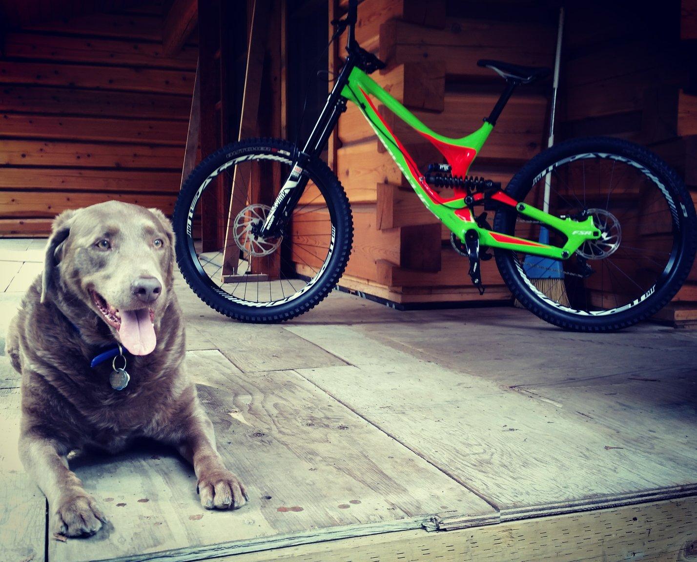 Norco Norco Range Alu 7.2: A gray dog lying on a wooden floor with a happy expression, next to a brightly colored mountain bike with green and red accents, set in a rustic wooden environment.