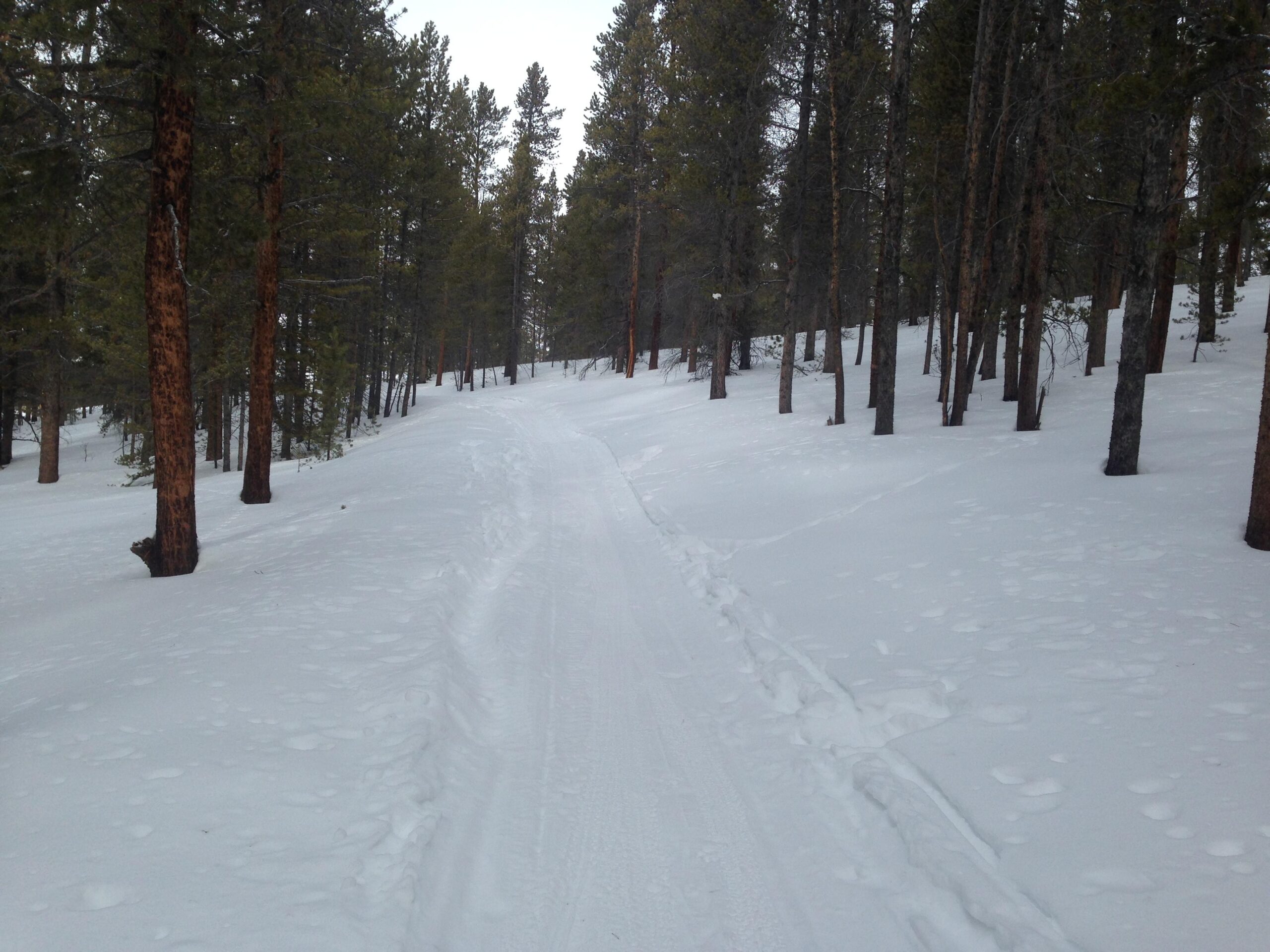 A snow-covered path winding through a forest of tall evergreen trees, with a few patches of exposed ground and footprints visible in the fresh snow. The scene conveys a peaceful winter landscape under a cloudy sky. Colorado Mountain College Trails mountain bike trail.