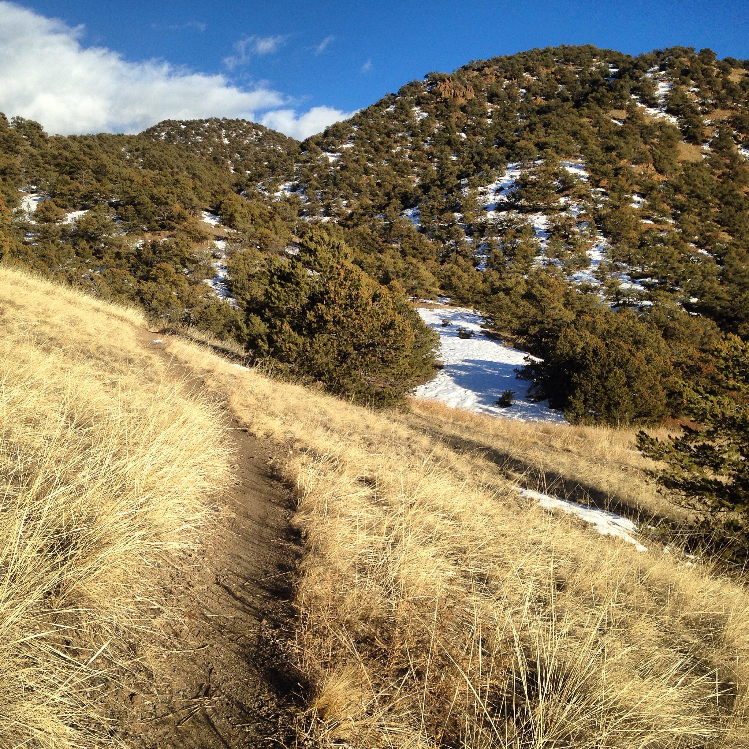 A winding dirt trail bordered by tall, dry grass leads through a mountainous landscape. The scene features green pine trees and patches of snow on a hillside, under a clear blue sky with fluffy white clouds. North Backbone mountain bike trail.