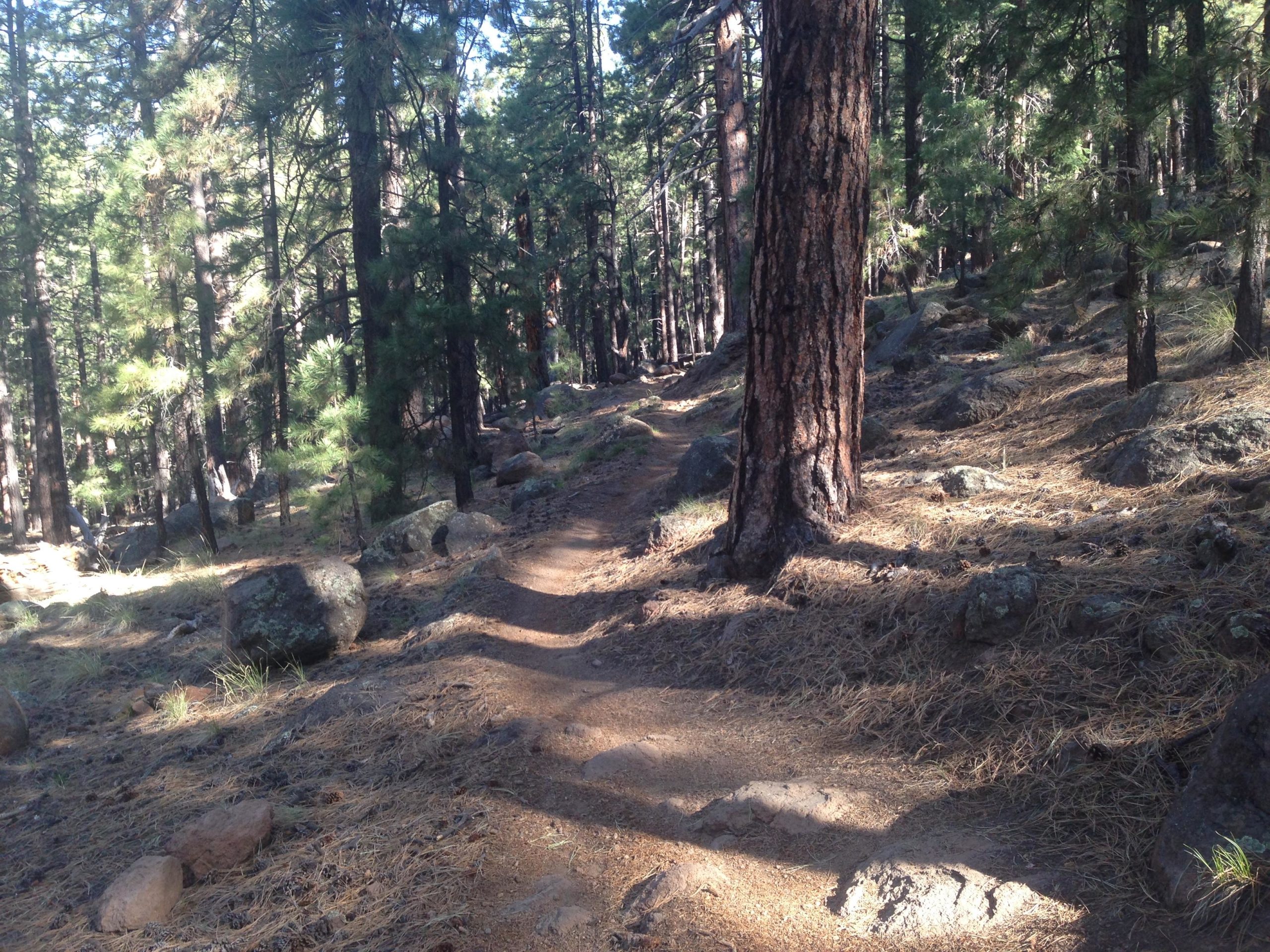 A winding dirt path through a dense forest, lined with tall trees and scattered boulders. Sunlight filters through the foliage, casting a dappled shadow on the ground, which is covered with pine needles and small rocks. Arizona Trail: Flagstaff mountain bike trail.