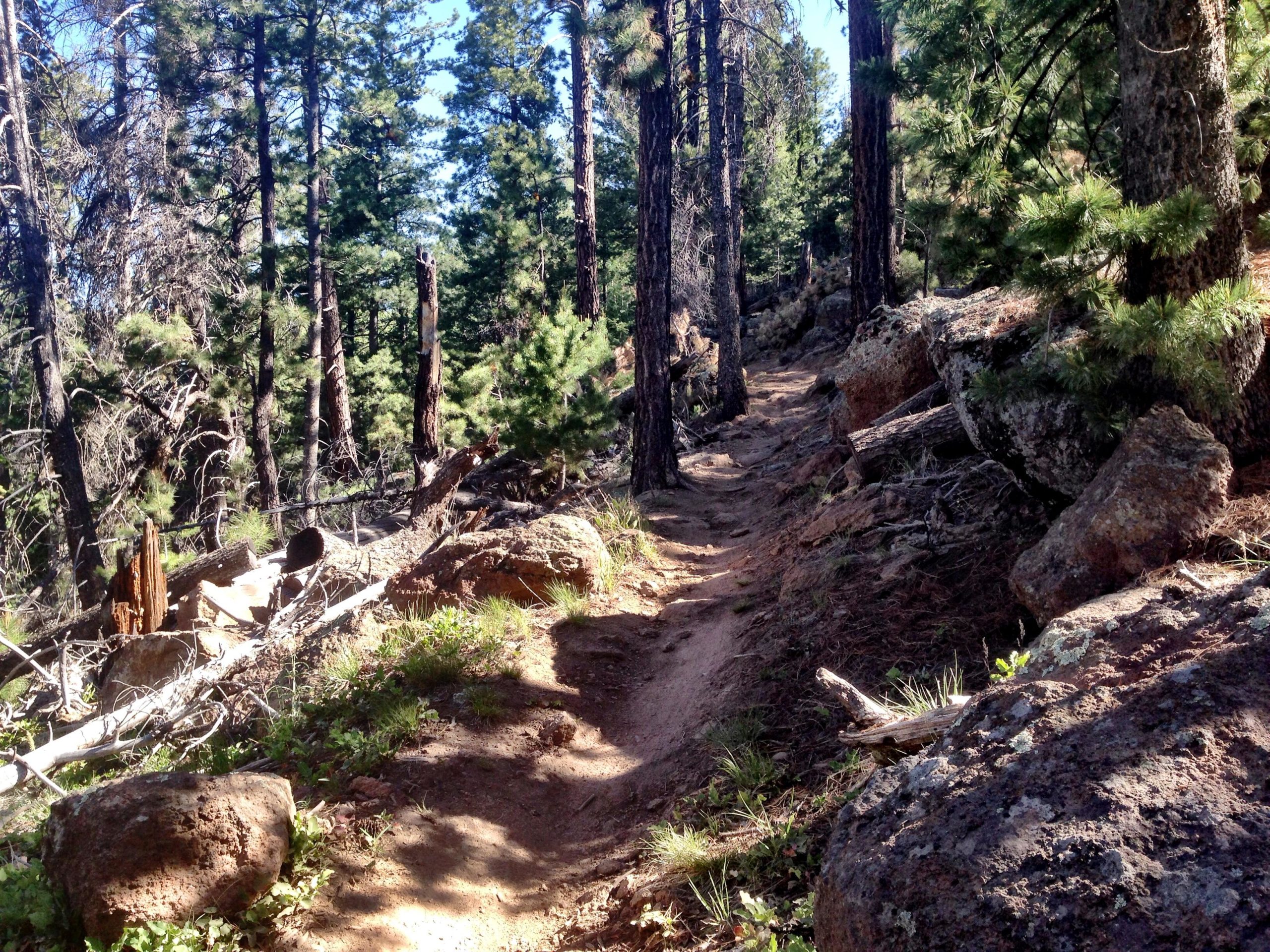 A winding dirt path through a lush forest, surrounded by tall pine trees and scattered rocks. Sunlight filters through the branches, illuminating the trail and nearby vegetation. Arizona Trail: Flagstaff mountain bike trail.