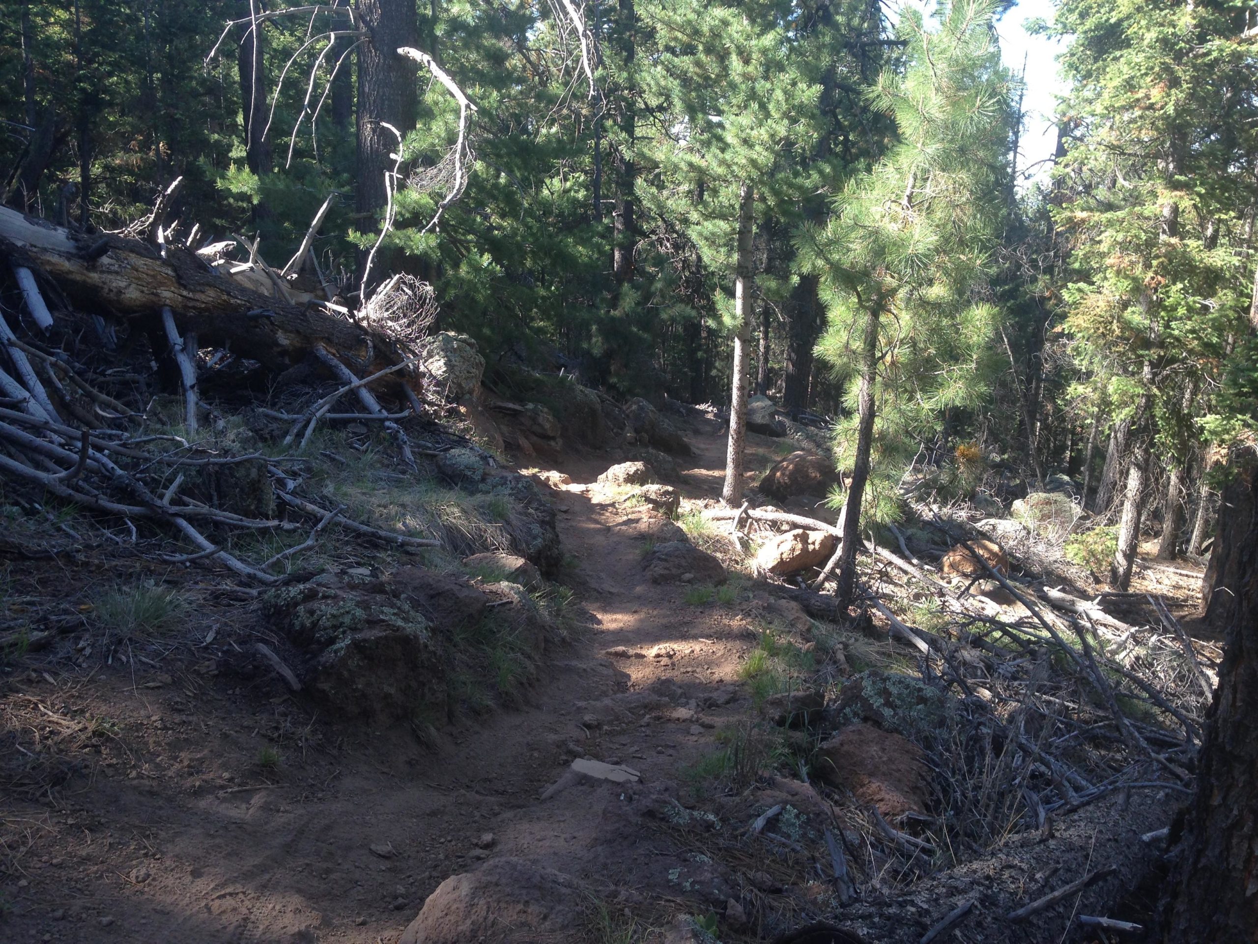 A wooded hiking trail surrounded by tall trees, fallen logs, and scattered branches, with rocky terrain and patches of grass. Sunlight filters through the trees, creating dappled light on the path. Arizona Trail: Flagstaff mountain bike trail.