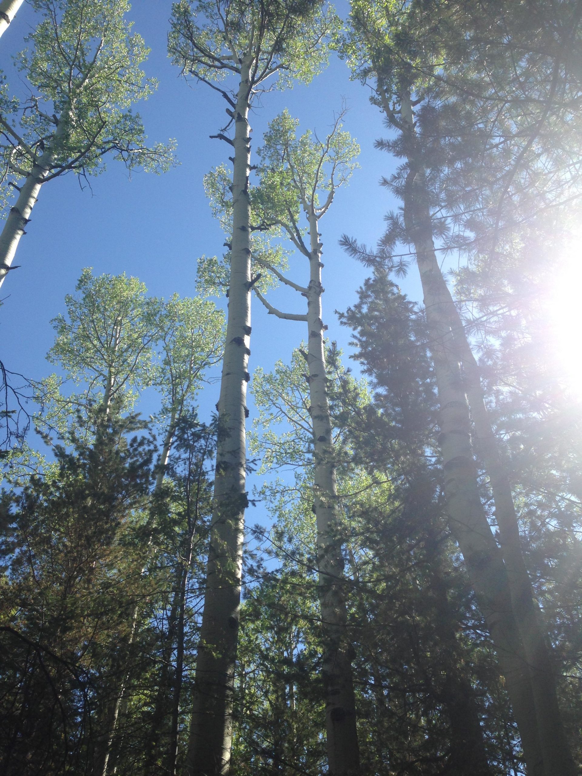 Tall trees with green leaves against a bright blue sky, viewed from below, with sunlight streaming through the foliage. The scene includes a mix of aspen and pine trees, creating a lush forest atmosphere. Arizona Trail: Flagstaff mountain bike trail.