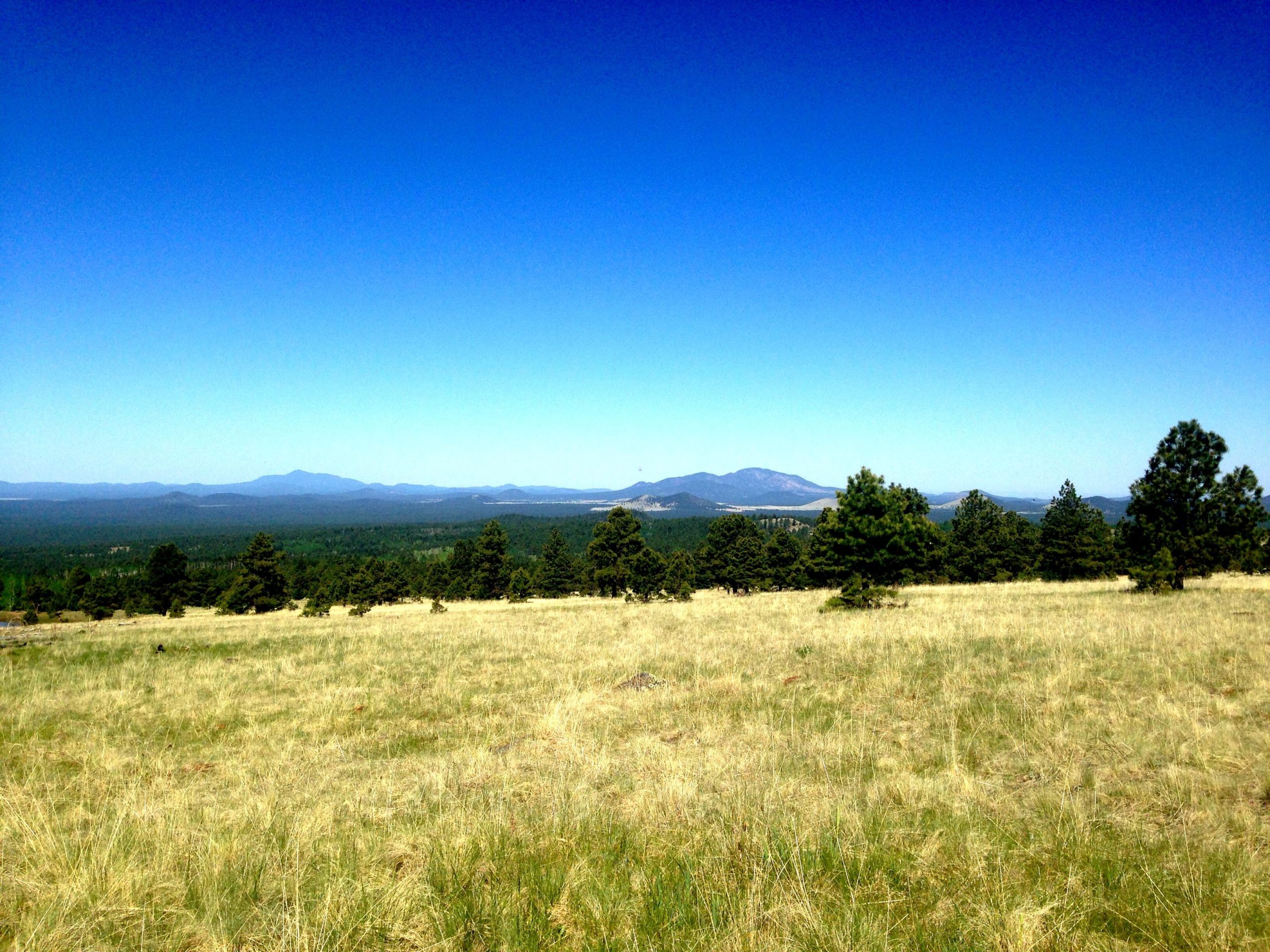 A panoramic view of a grassy field with scattered trees, set against a backdrop of rolling mountains under a clear blue sky. The landscape transitions from foreground grasses to a dense forest in the midground, leading to distant peaks. Arizona Trail: Flagstaff mountain bike trail.