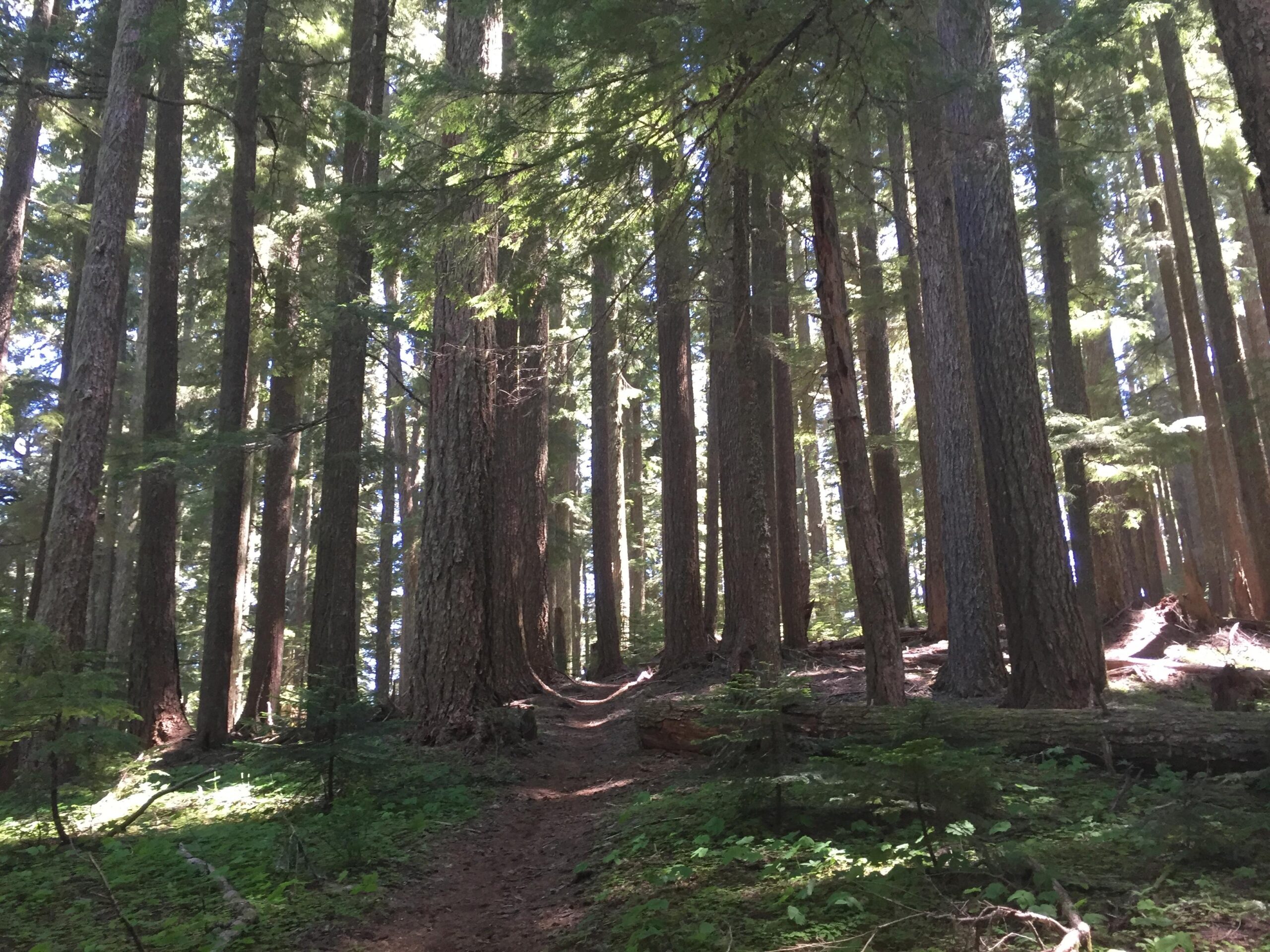 A serene forest scene featuring tall trees with thick trunks and lush green foliage. A winding dirt path meanders through the trees, illuminated by sunlight filtering through the leaves. The ground is covered with greenery and fallen logs, creating a peaceful, natural setting. Alpine Trail mountain bike trail.