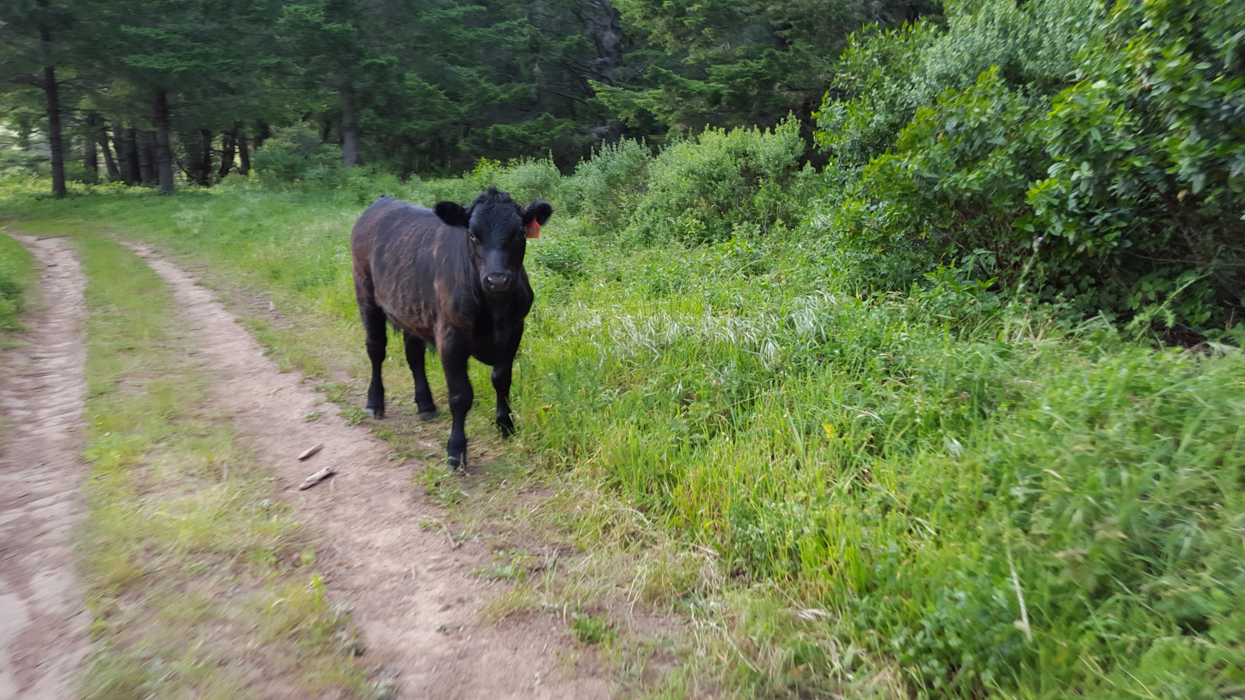 A black cow standing on a dirt path surrounded by lush green grass and trees. The cow appears curious as it looks towards the camera, with a tag on its ear. Bolinas Ridge mountain bike trail.