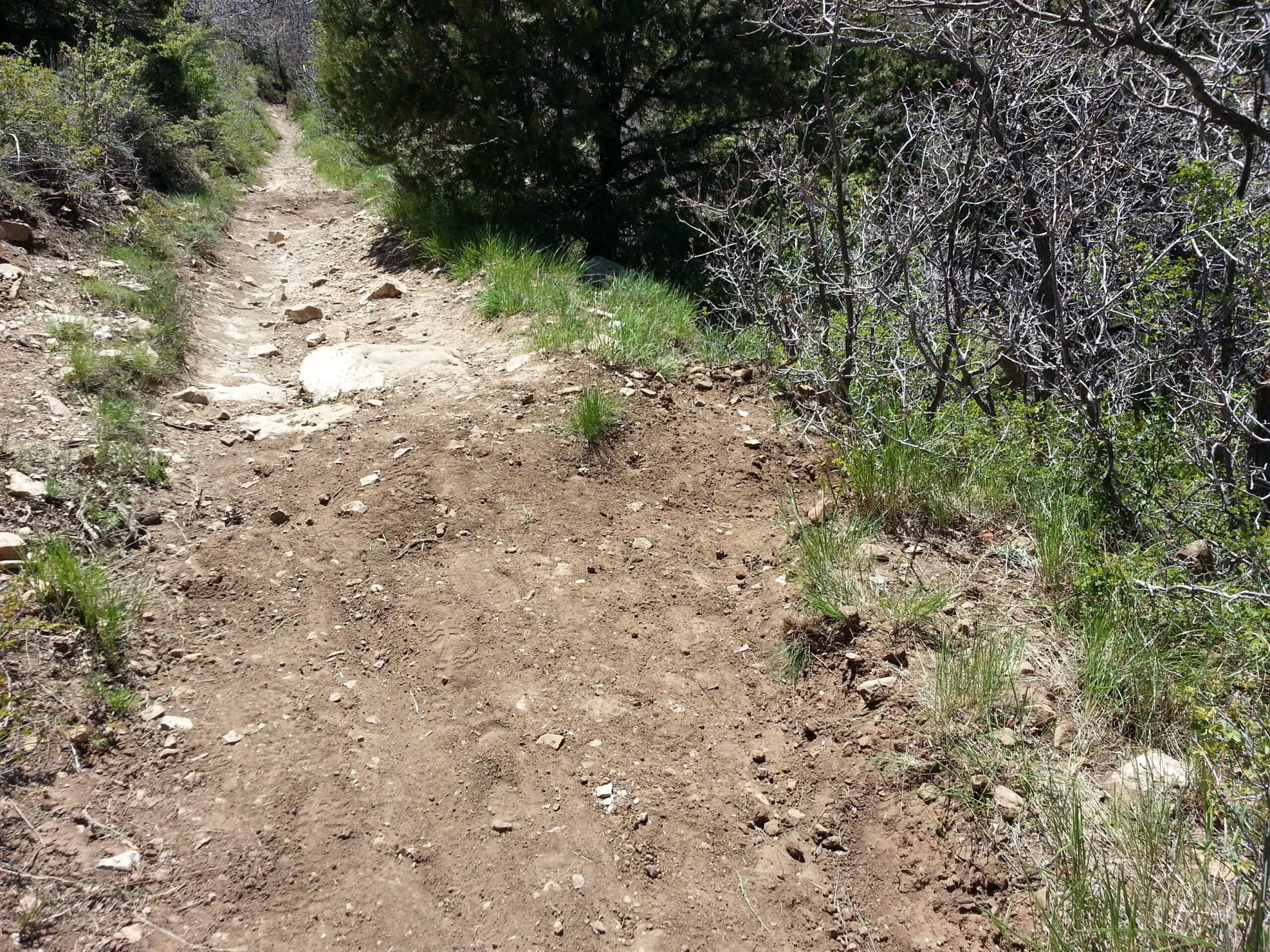 A dirt hiking trail winding through a wooded area, flanked by sparse vegetation and rocky surfaces. Green grass peeks through the soil, with scattered stones along the path. Sunlight filters through the trees, illuminating the trail. C-Trail mountain bike trail.