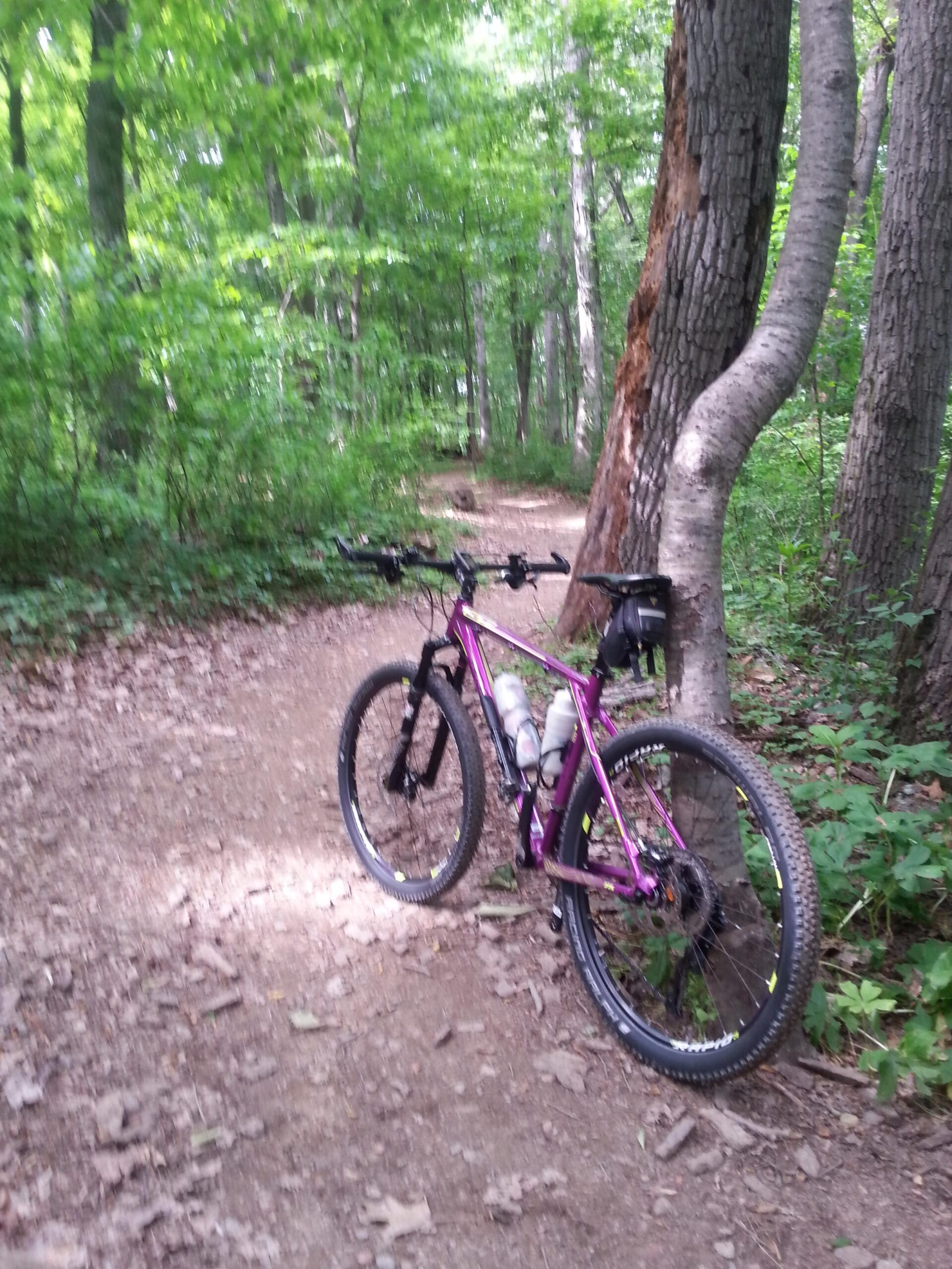 A purple mountain bike parked on a dirt trail surrounded by lush green trees. The bike has two water bottles attached and is positioned near a tree with a twisted trunk. Sunlight filters through the leaves, illuminating the trail. Schaeffer Farms mountain bike trail.