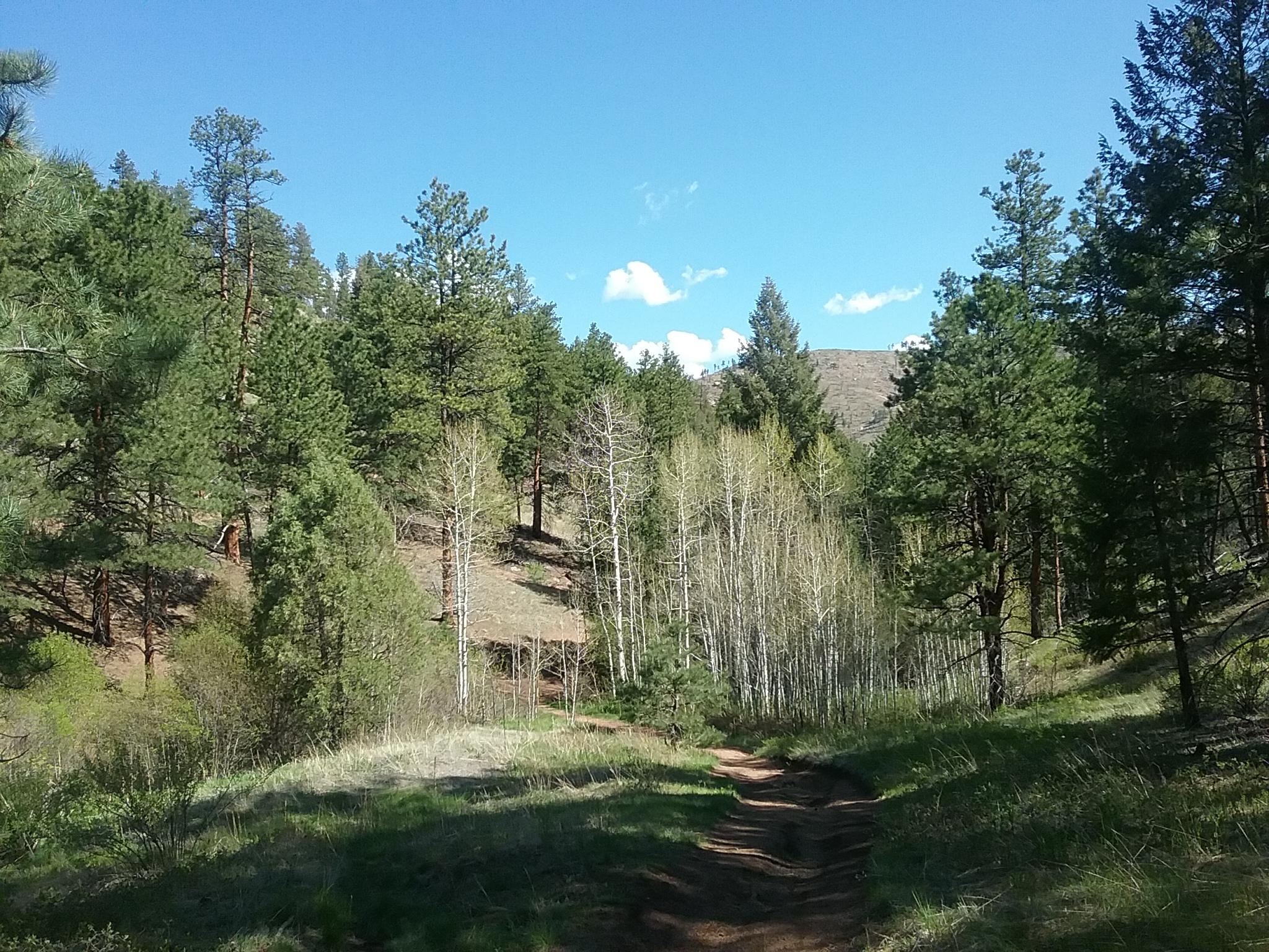 A scenic view of a forested hiking trail surrounded by tall evergreen and aspen trees, with clear blue skies and a few fluffy clouds in the background. The path is winding gently through lush greenery, inviting exploration into the natural landscape. Buffalo Creek mountain bike trail.