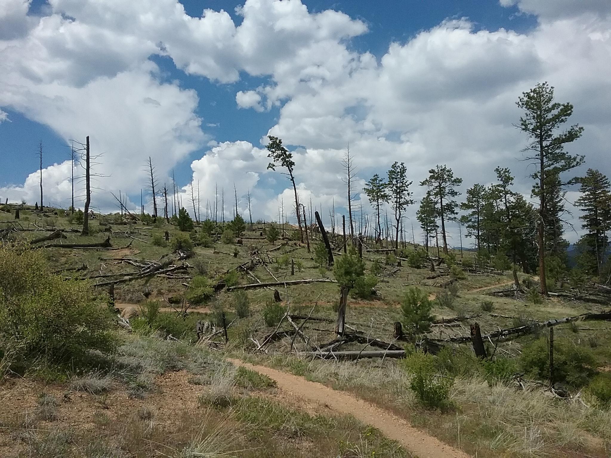A landscape featuring a hillside with a mix of dead trees and green pine trees, under a partly cloudy blue sky. The ground is covered in grass and fallen branches, with a dirt trail winding through the area. The scene depicts a recovering forest environment after a disturbance. Buffalo Creek mountain bike trail.