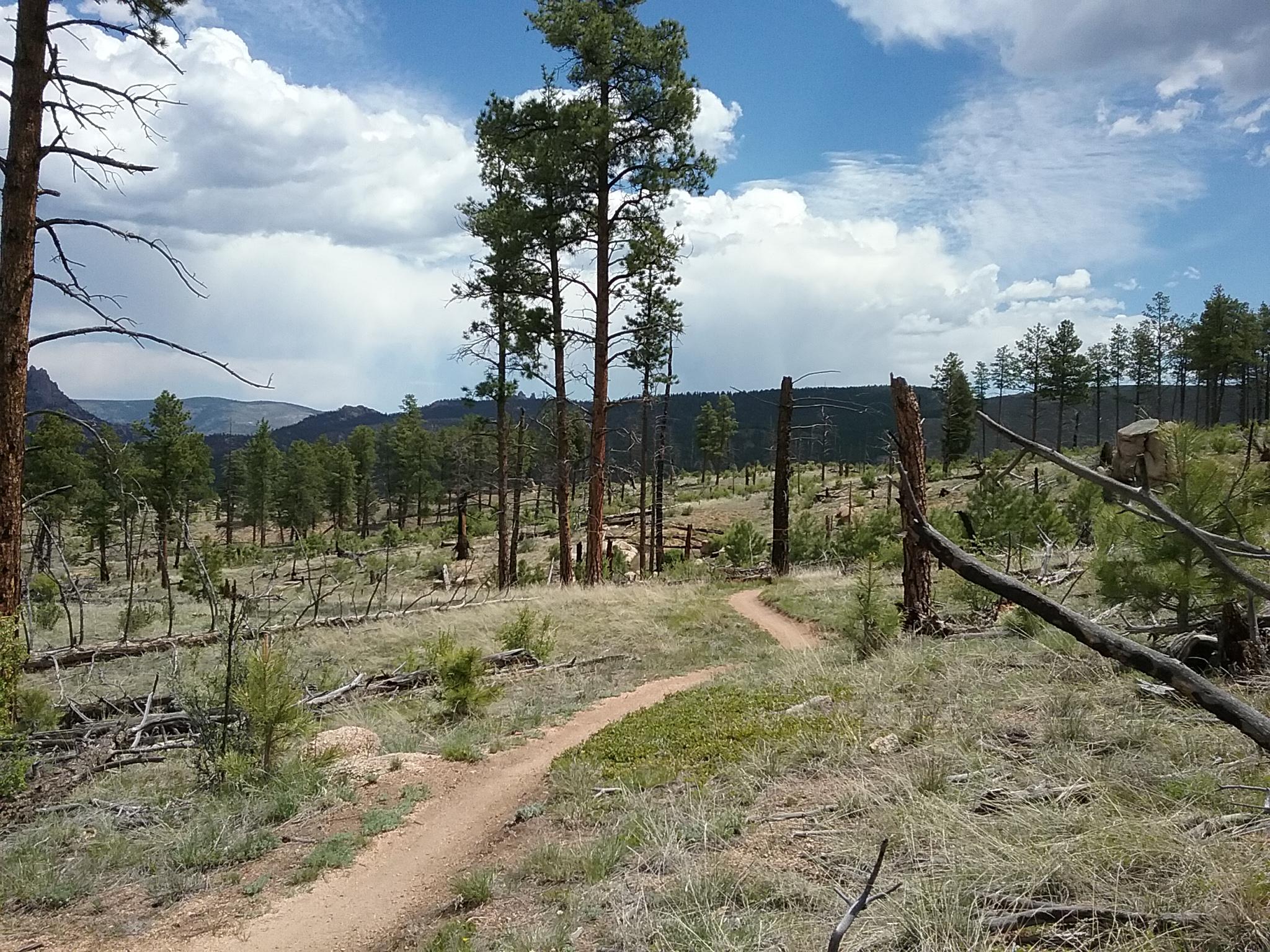 A scenic view of a winding dirt path through a forested area, featuring tall pine trees and a mix of green grass and fallen branches. In the background, there are mountains and a partly cloudy sky with blue patches. The image captures a tranquil outdoor setting, ideal for hiking or nature exploration. Buffalo Creek mountain bike trail.