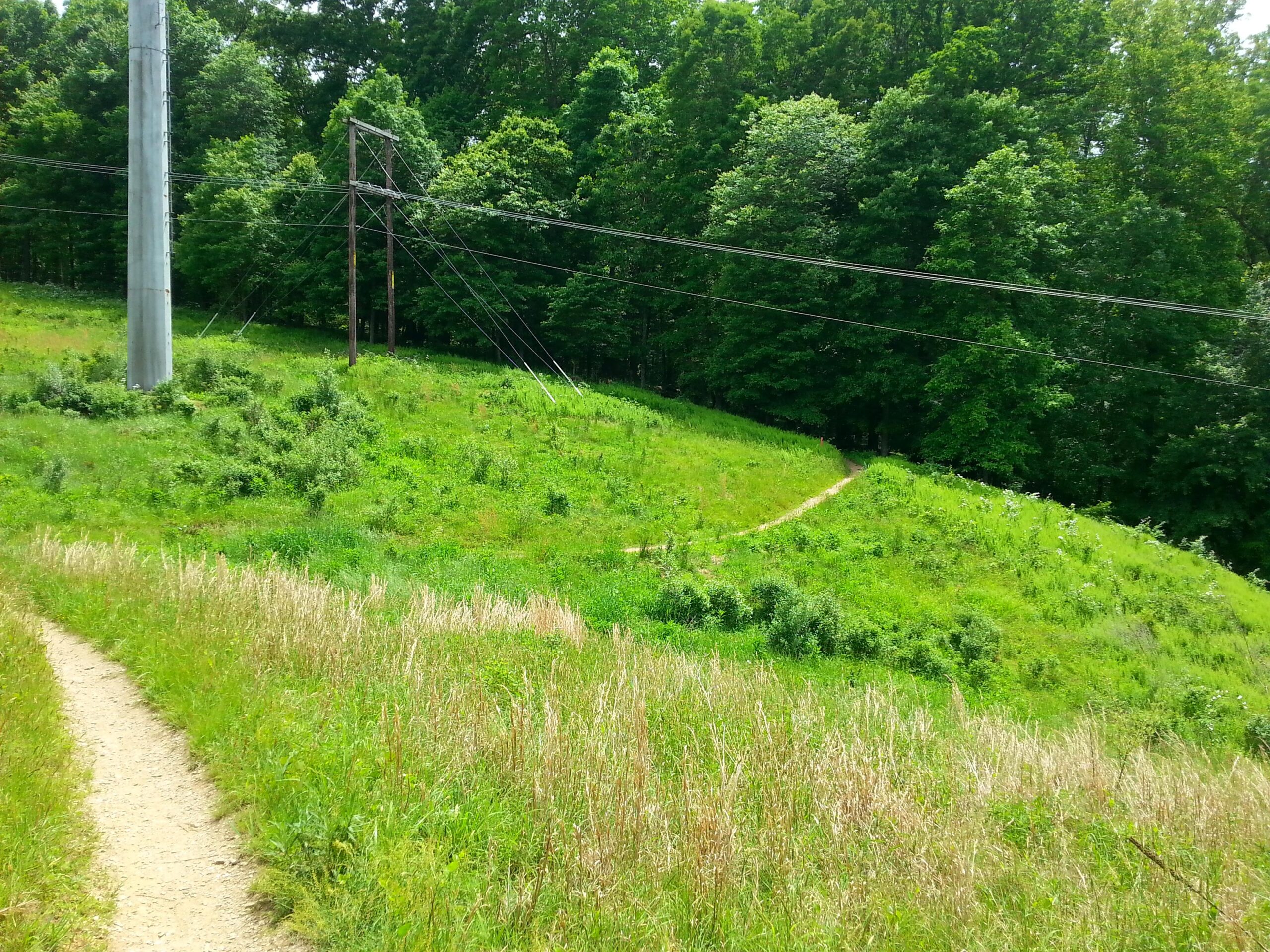 A grassy hillside with a clear dirt path winding through it, surrounded by lush greenery and trees. Power lines are visible in the background, adding contrast to the natural landscape. The scene captures a bright and sunny day, emphasizing the vibrant colors of the grasses and foliage. Seneca Creek State Park Trail mountain bike trail.