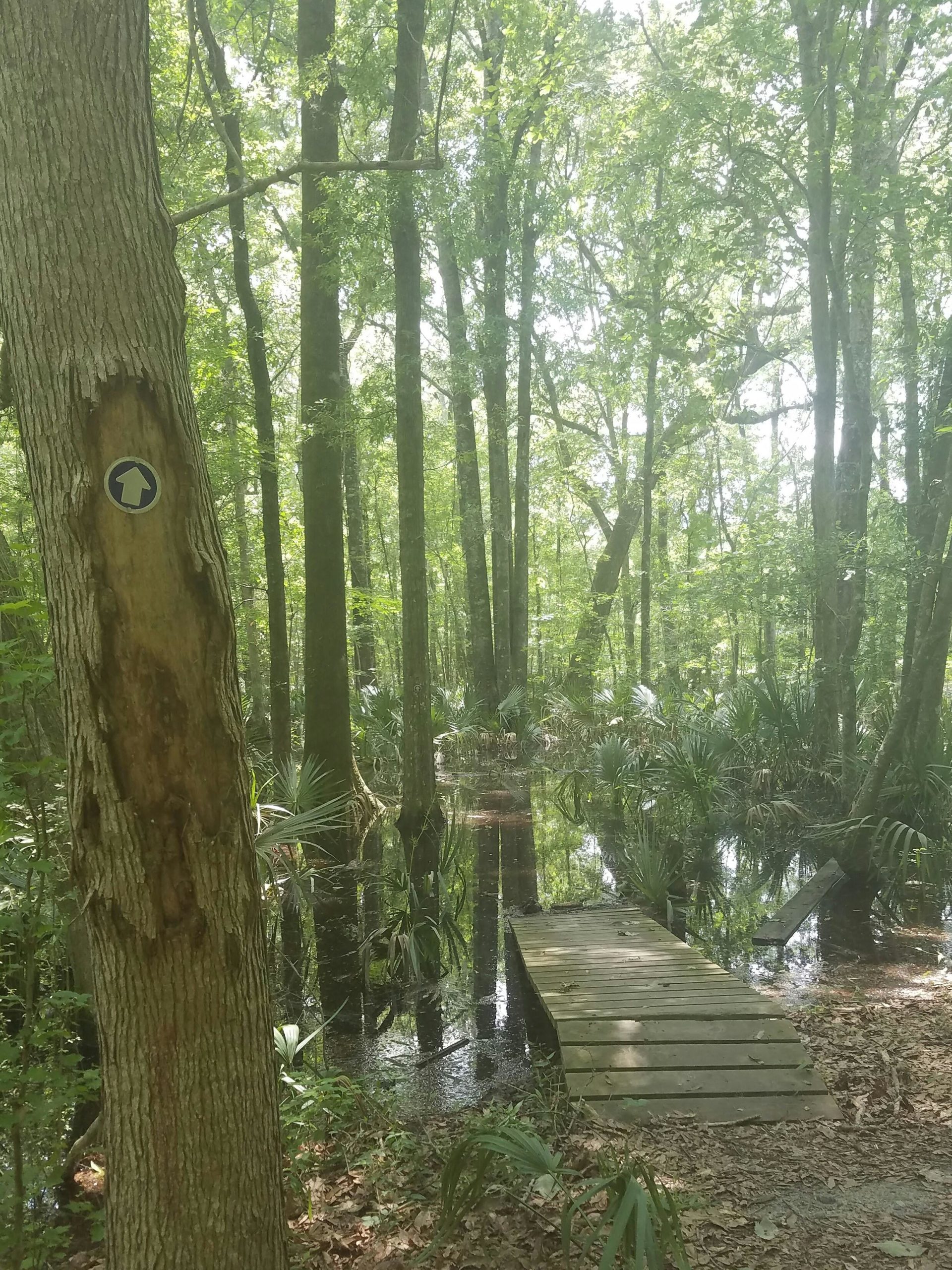 A serene forest scene featuring tall trees with lush green foliage, beside a small wooden bridge over shallow water. A directional trail marker is visible on the bark of a tree, indicating a path through the peaceful, swampy area. The scene captures the tranquil beauty of a natural, wetland habitat. Tom Triplet mountain bike trail.