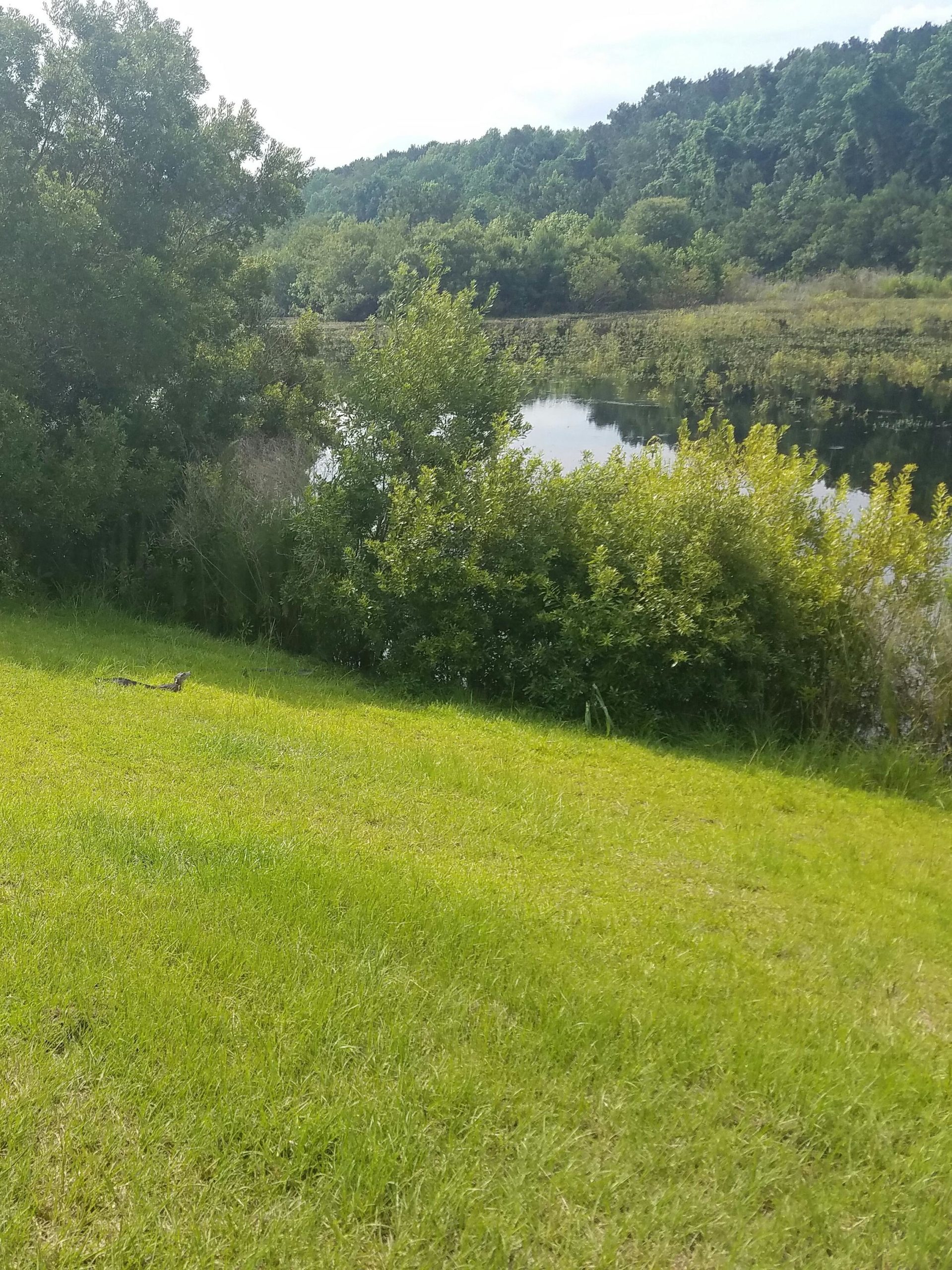 A serene outdoor scene featuring a lush green lawn leading to a calm body of water, surrounded by dense trees and foliage. The sky is partly cloudy, and the sunlight casts soft shadows on the landscape, creating a peaceful atmosphere. Pinckney Island mountain bike trail.