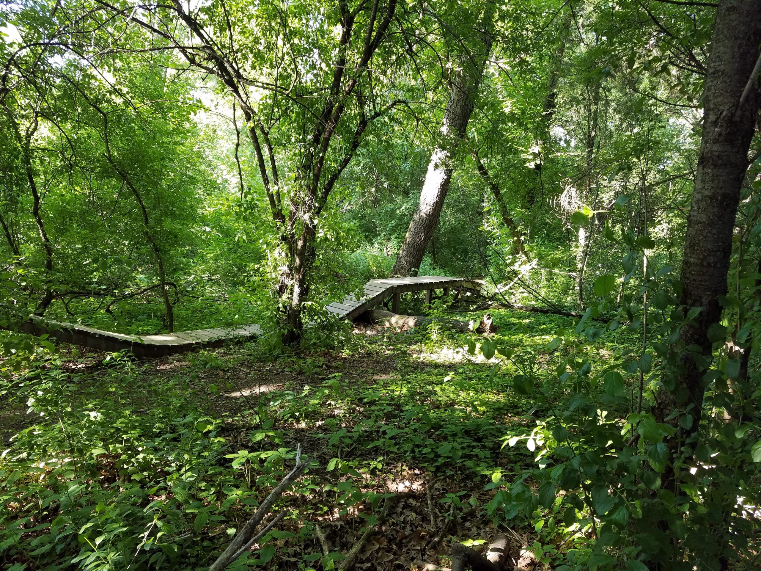 A winding wooden pathway surrounded by dense green foliage and trees, illuminated by soft sunlight filtering through the leaves. The scene conveys a tranquil and natural forest setting. Camrock 3 mountain bike trail.