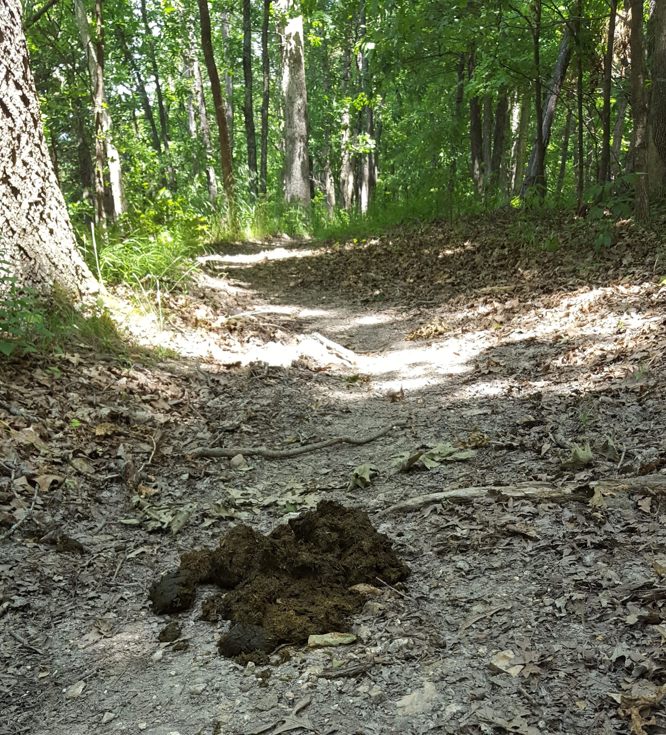 A dirt trail winding through a lush green forest, with a pile of animal droppings prominently placed on the path, surrounded by fallen leaves and tree roots. Joanna mountain bike trail.