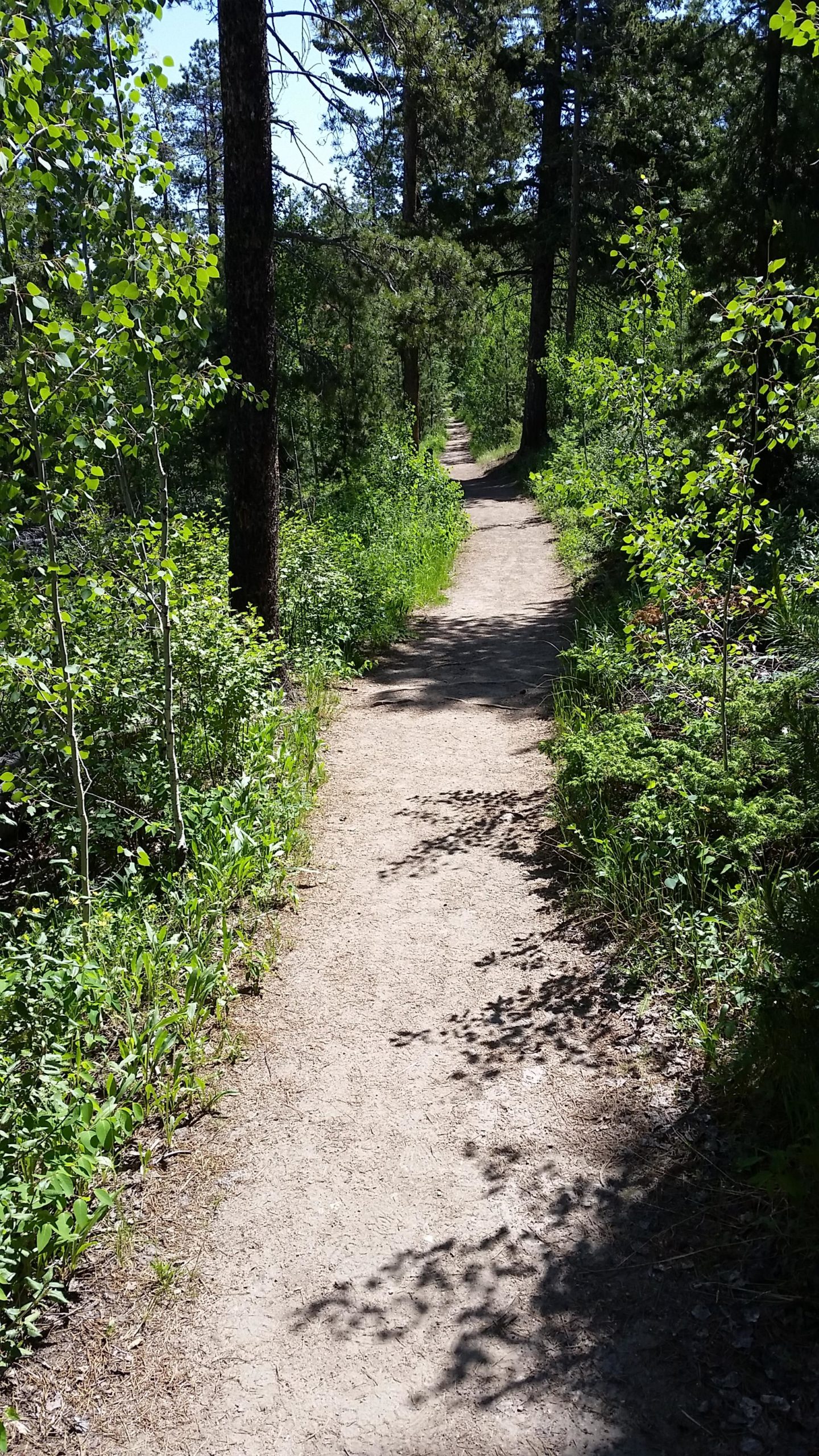 A winding dirt pathway surrounded by lush greenery and tall trees, leading into the forest. Sunlight filters through the leaves, casting playful shadows on the ground. Meyer Ranch Park mountain bike trail.