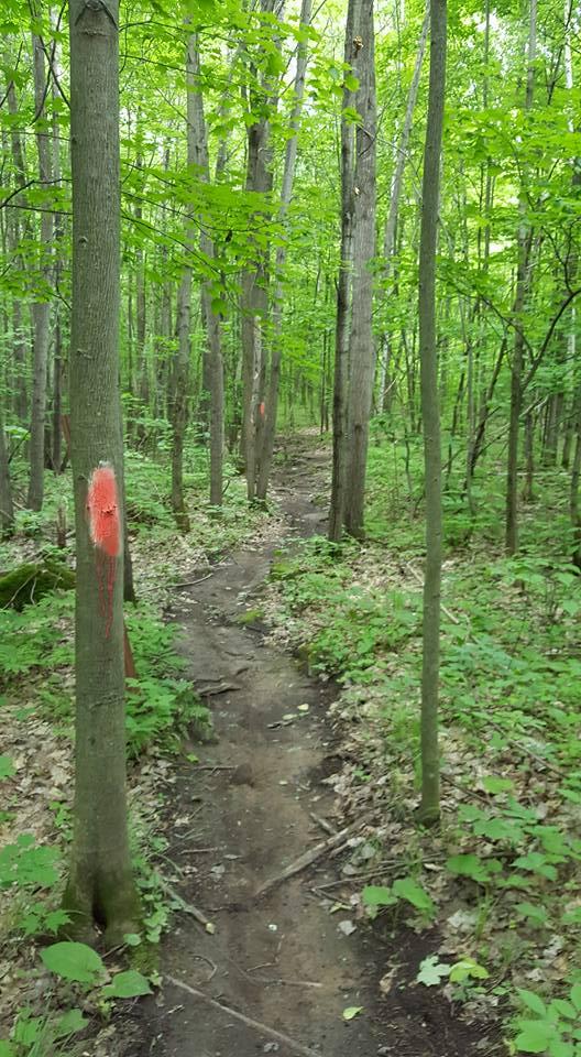 A winding dirt path through a lush green forest, flanked by tall trees with light green leaves. Some tree trunks are marked with bright orange paint, indicating the trail direction. The ground is covered with a mix of dirt and scattered leaves, surrounded by ferns and small plants. Nine Mile mountain bike trail.