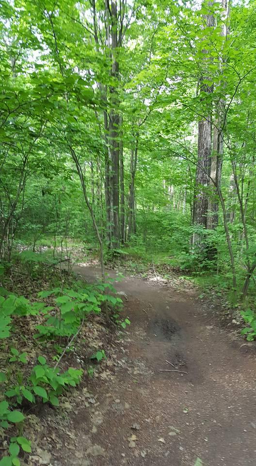 A serene woodland path winding through lush green foliage and tall trees, showcasing a vibrant forest environment with a clear trail meandering along the landscape. Nine Mile mountain bike trail.