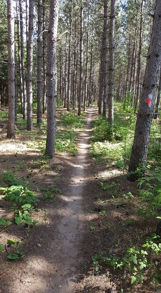 A dirt path winding through a forest of tall pine trees, with sunlight filtering through the branches. The trail is lined with patches of green underbrush and is marked with a red dot on one of the trees. Nine Mile mountain bike trail.