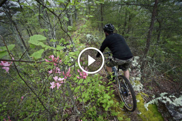 A mountain biker navigates a lush, green forest trail, surrounded by blooming pink flowers and vibrant foliage. The scene captures the essence of outdoor adventure in natural settings.