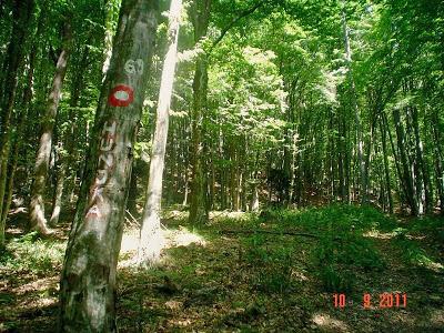 A sunlit forest scene featuring tall trees with lush green foliage. A tree in the foreground has markings on its trunk, including a red circle and numbers, while the ground is covered with leaves and some underbrush. The date at the bottom suggests the image was taken on October 9, 2011. Trails # 22 & 69 mountain bike trail.