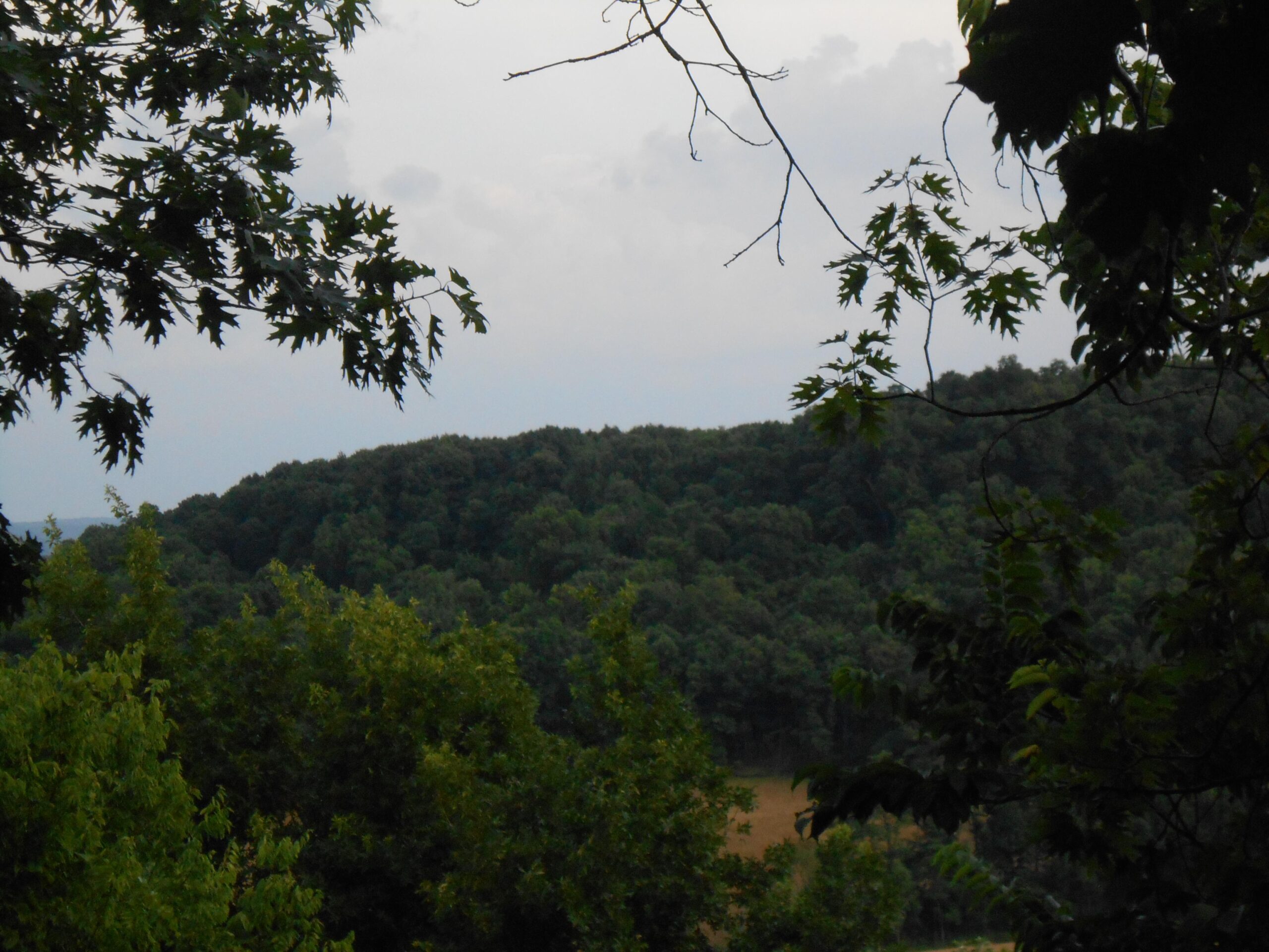 A scenic view of a forested hill, framed by green leaves in the foreground and a cloudy sky above. The landscape features varying shades of green from the trees on the hillside, creating a serene and tranquil atmosphere. Mt Kessler mountain bike trail.